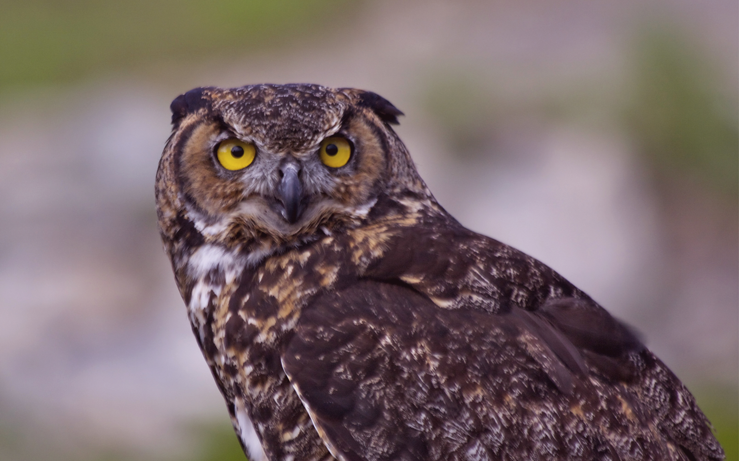 Téléchargez des papiers peints mobile Hibou, Des Oiseaux, Animaux gratuitement.