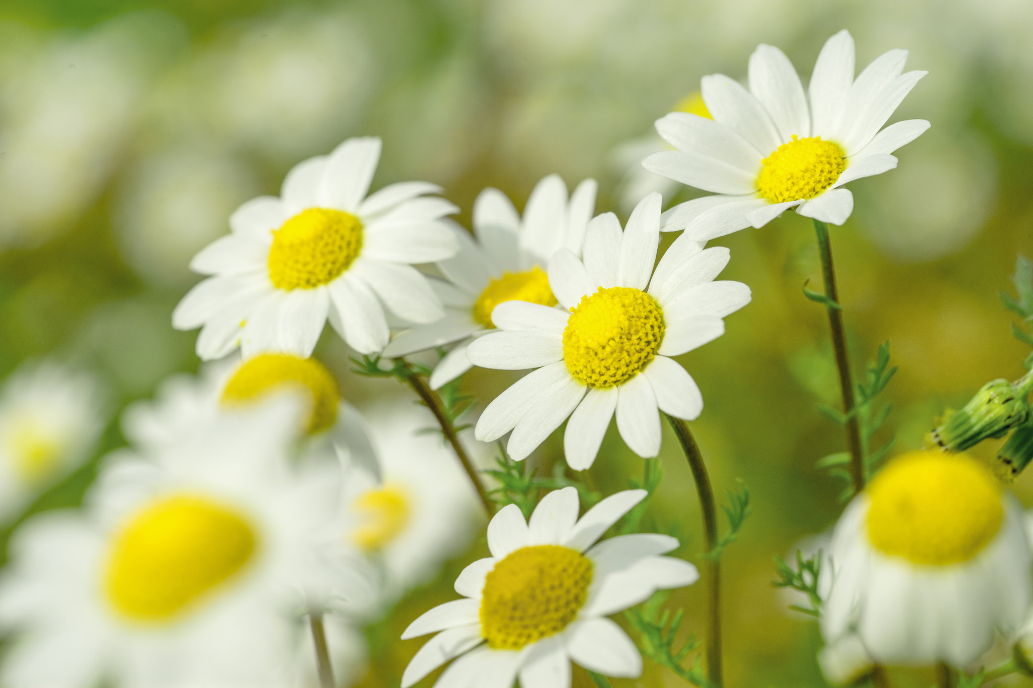 PCデスクトップに自然, フラワーズ, 花, 地球, デイジー, 白い花画像を無料でダウンロード