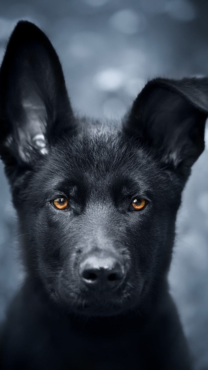 Download mobile wallpaper Dogs, Dog, Animal, Puppy, German Shepherd, Baby Animal for free.