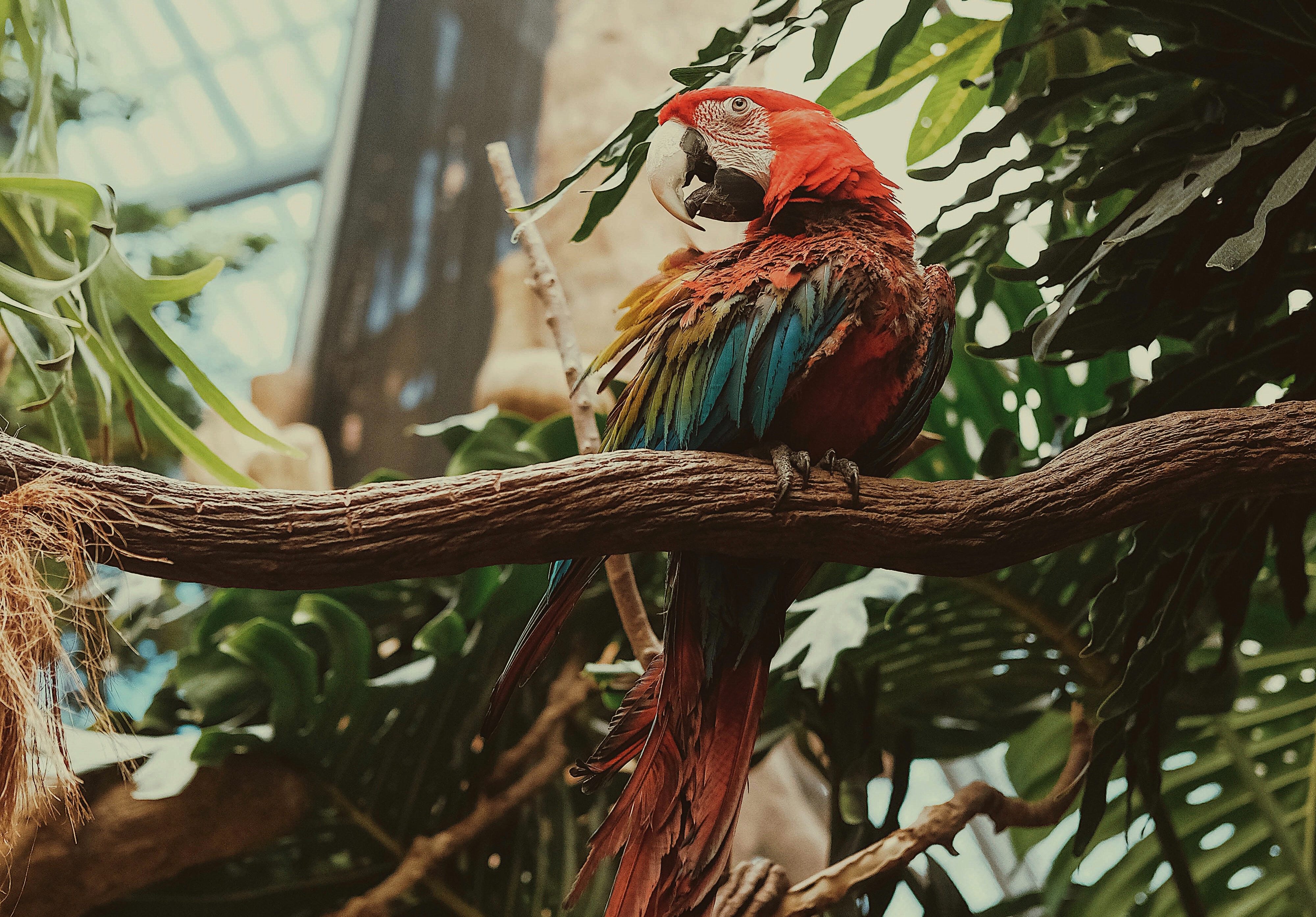 Free download wallpaper Animals, Bird, Multicolored, Motley, Macaw, Parrots on your PC desktop