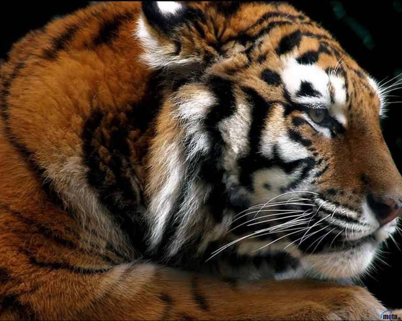 1132 завантажити шпалери тварини, тигри - заставки і картинки безкоштовно