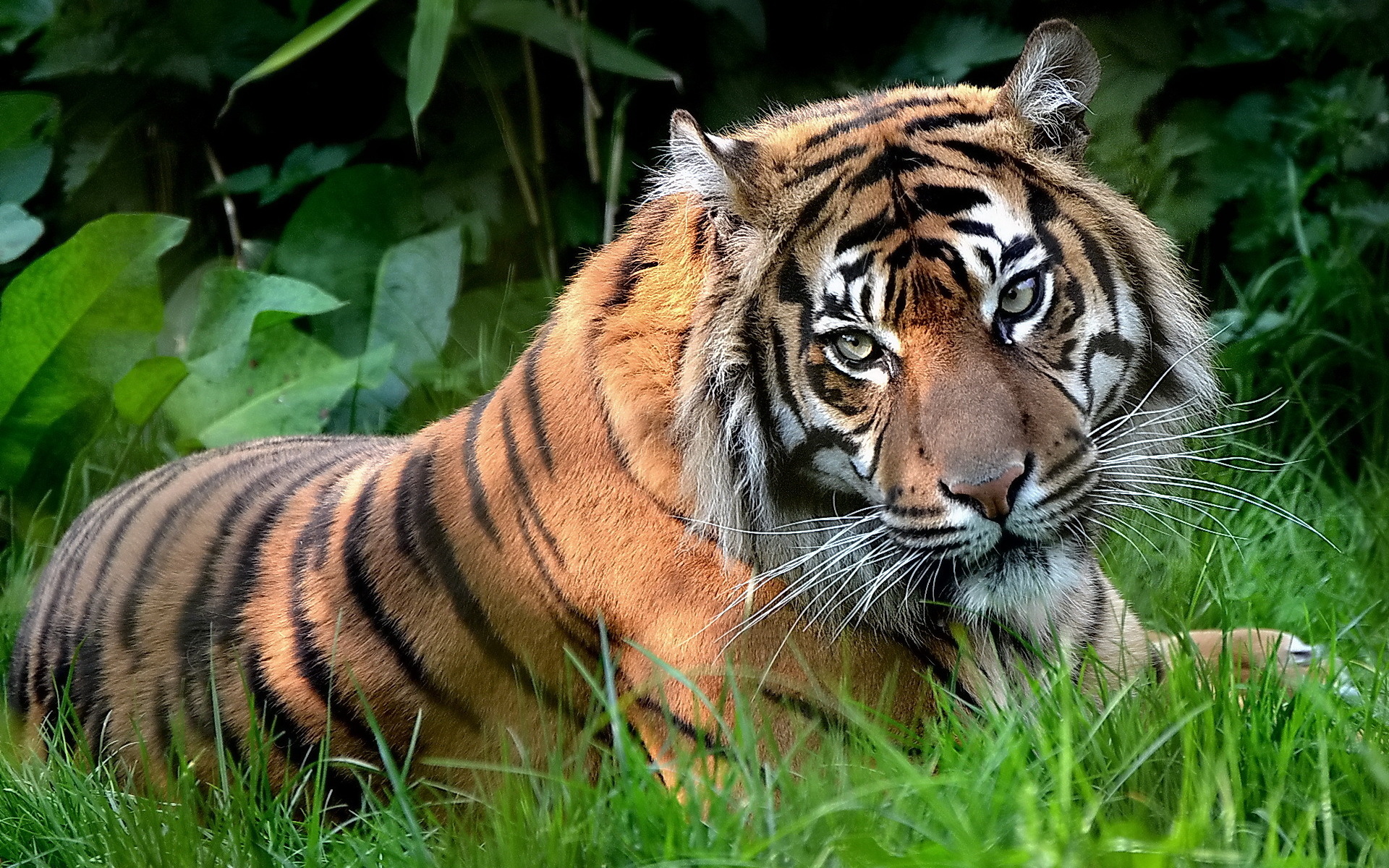 Laden Sie das Tiere, Tiger-Bild kostenlos auf Ihren PC-Desktop herunter