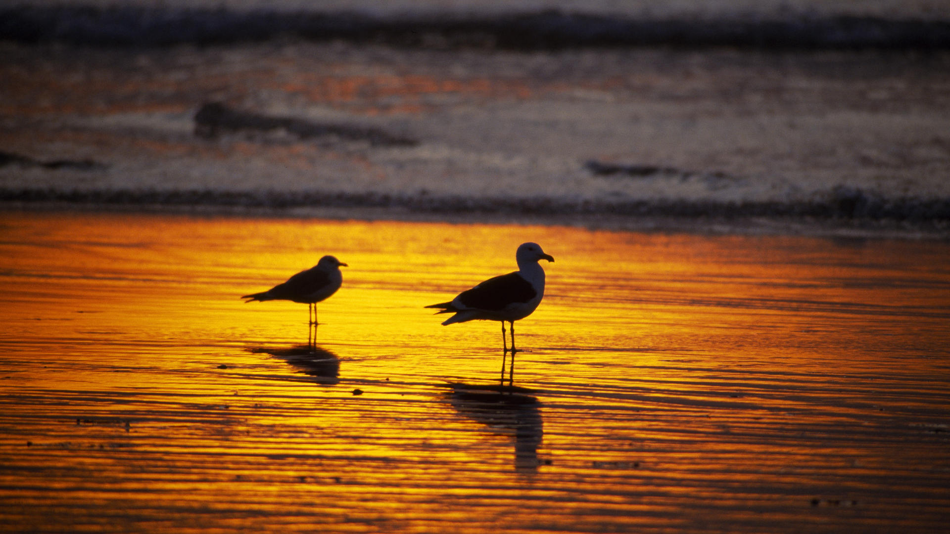 Download mobile wallpaper Seagull, Birds, Animal for free.