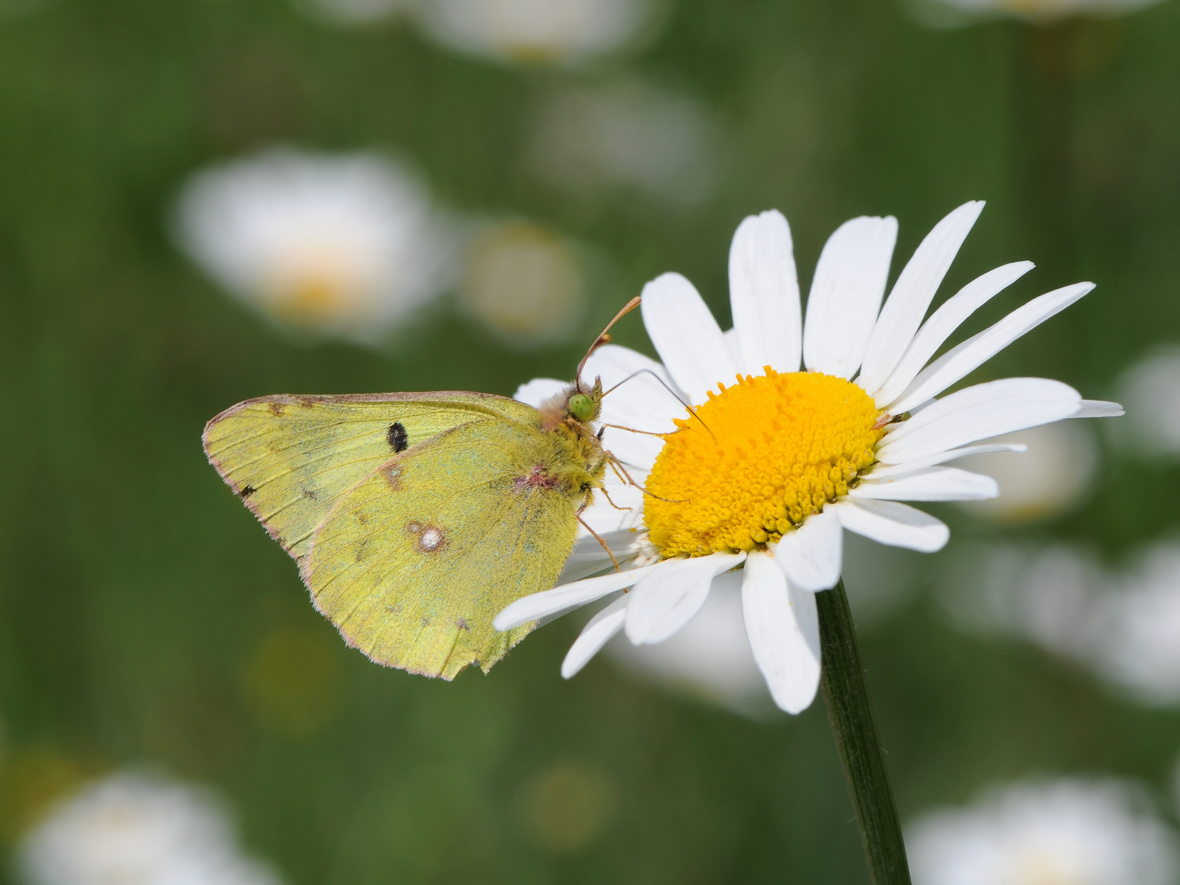 896364 Fonds d'écran et Jaune Pâle Nuageux images sur le bureau. Téléchargez les économiseurs d'écran  sur PC gratuitement