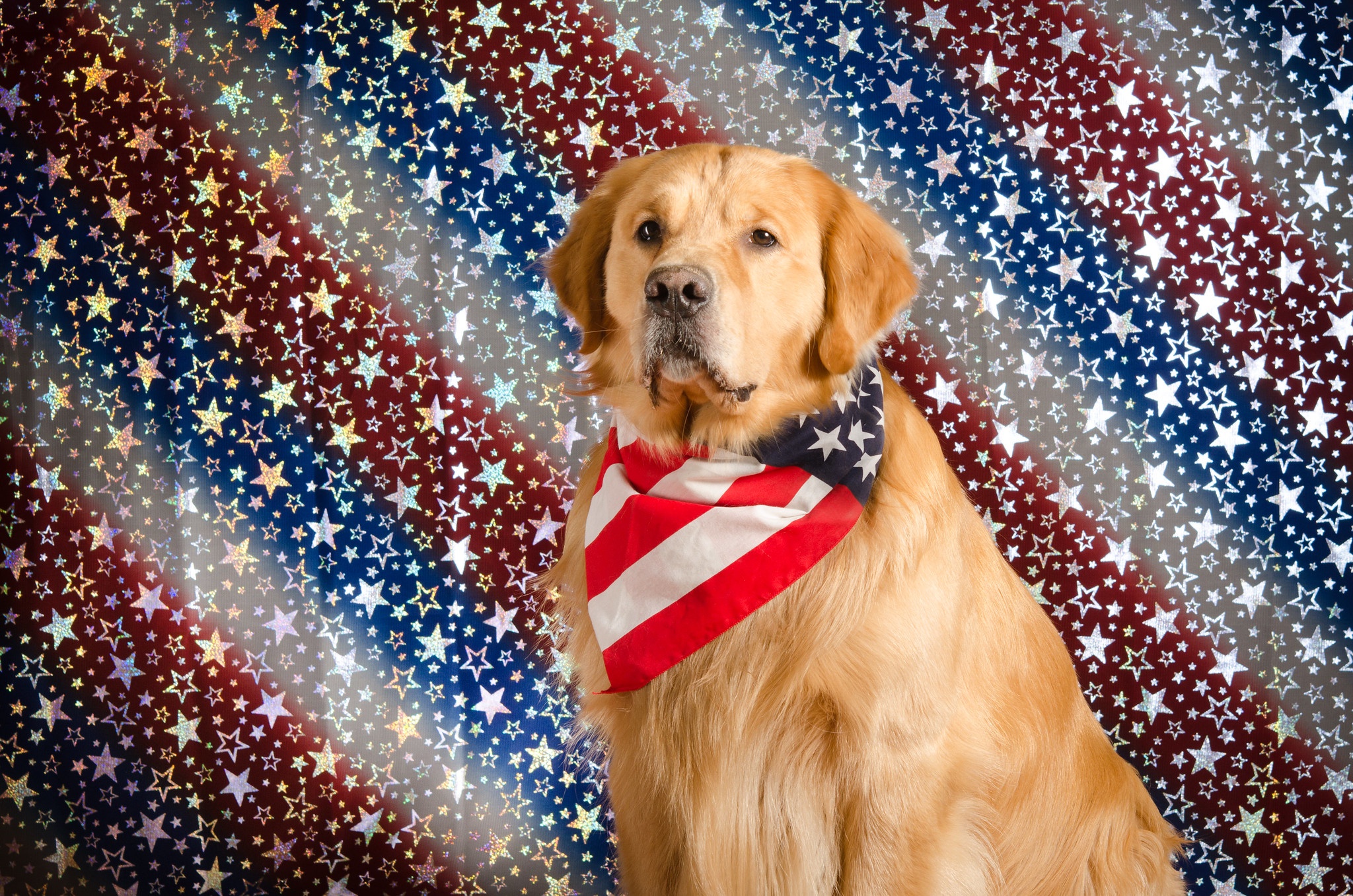 Free download wallpaper Dogs, Animal, Golden Retriever on your PC desktop
