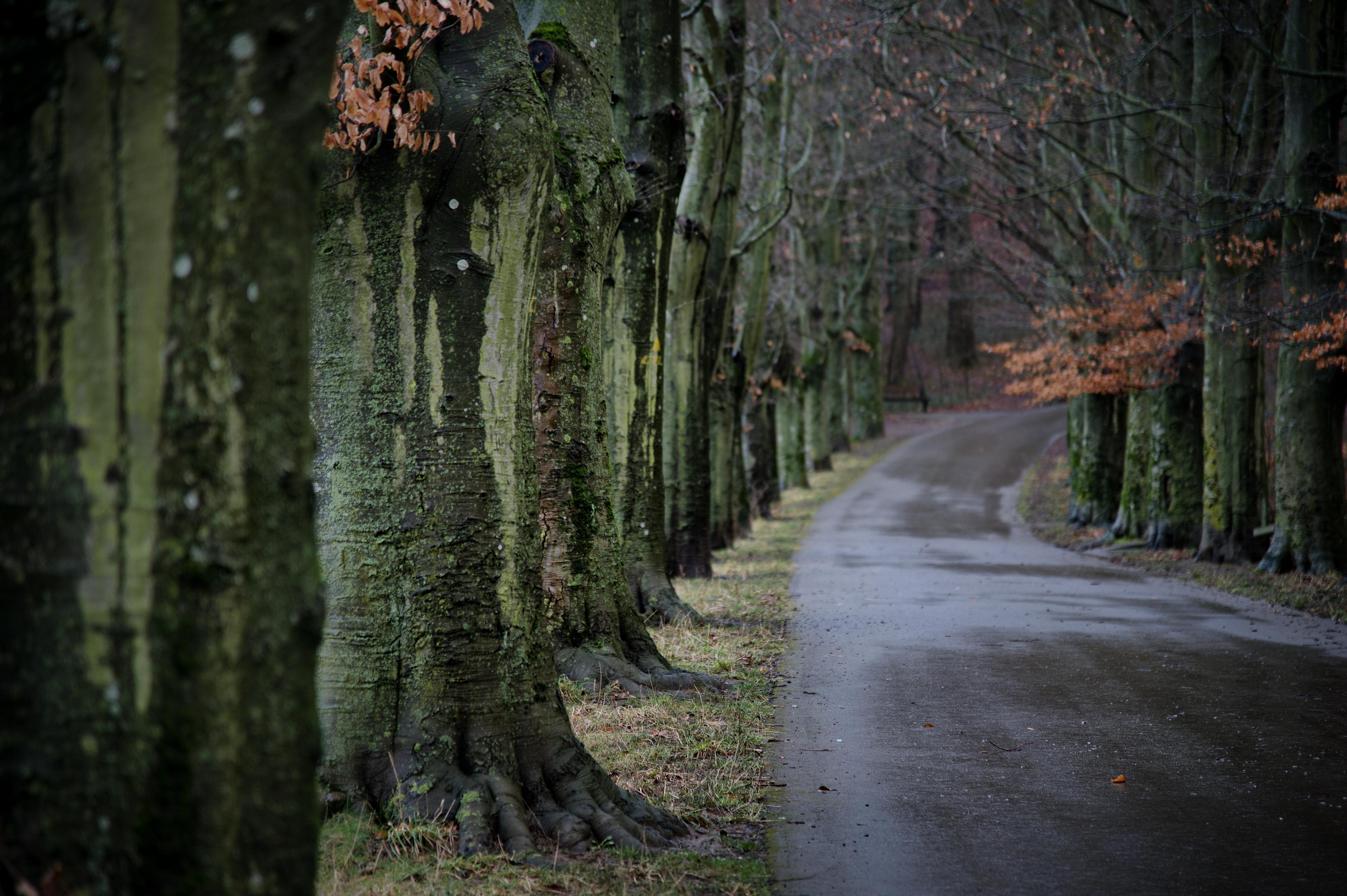 Free download wallpaper Road, Tree, Man Made, Tree Lined on your PC desktop