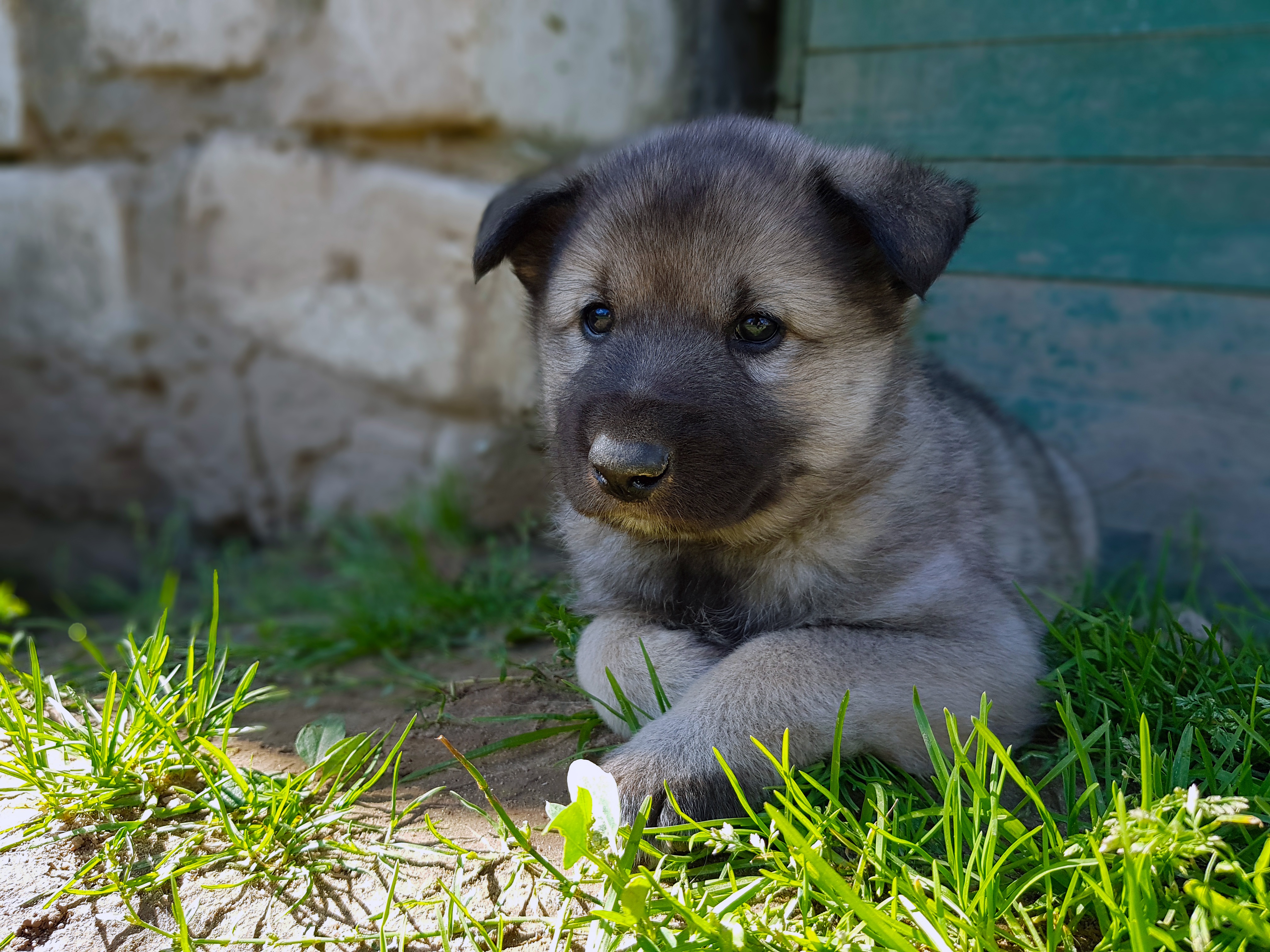 PCデスクトップに動物, 犬, 子犬, 赤ちゃん動物画像を無料でダウンロード