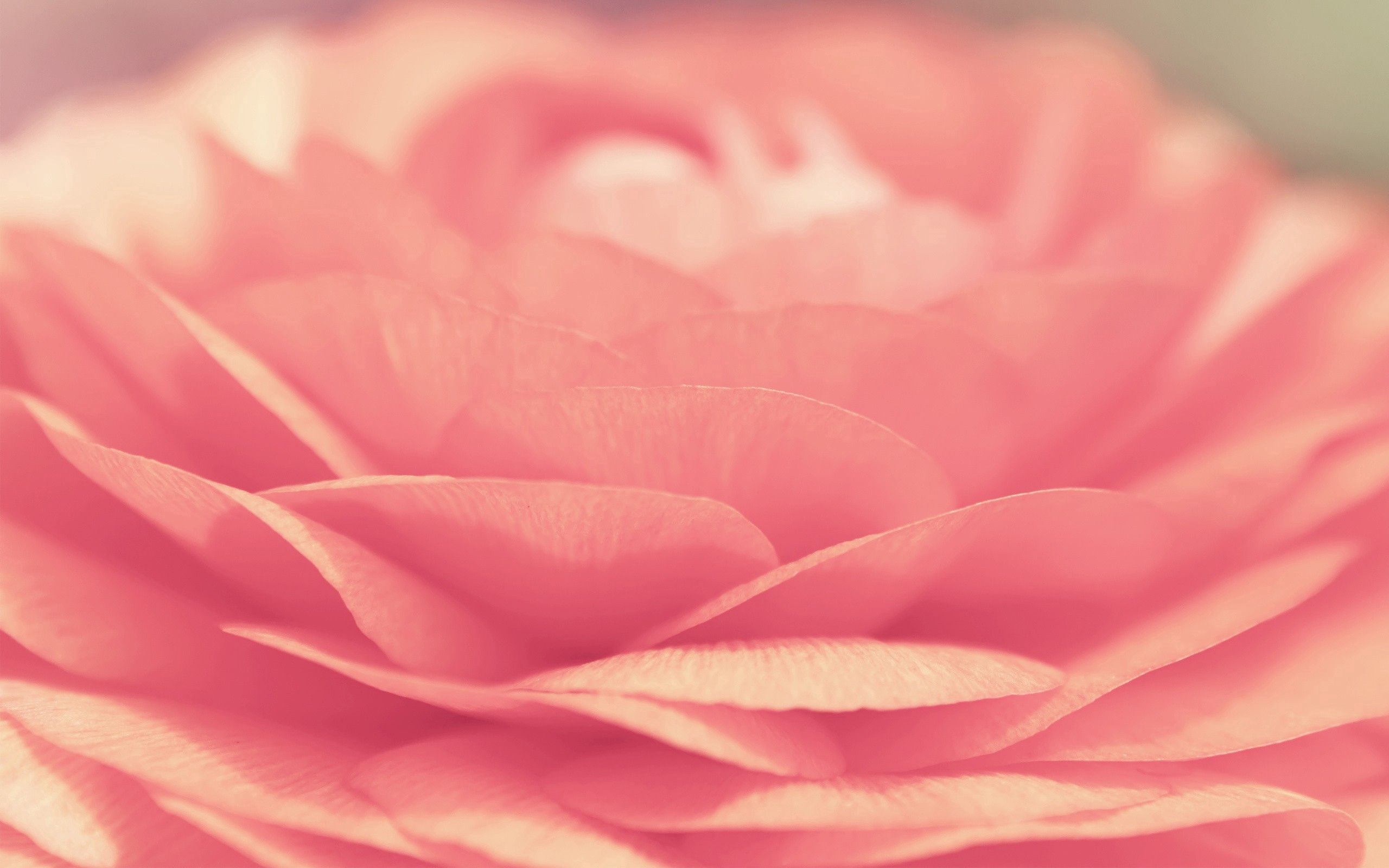 Laden Sie das Makro, Blütenblätter, Blühen, Rose, Blühenden, Licht, Hell Gefärbt-Bild kostenlos auf Ihren PC-Desktop herunter