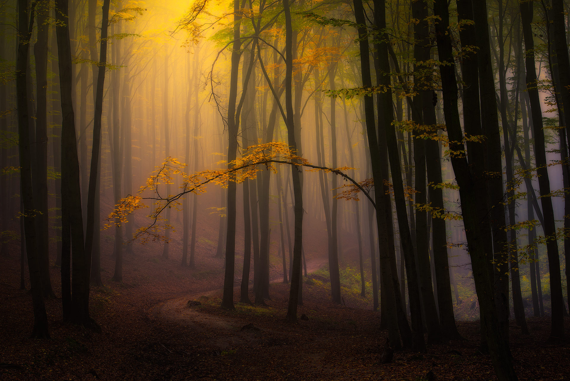 Baixe gratuitamente a imagem Natureza, Caminho, Floresta, Árvore, Terra/natureza, Neblina na área de trabalho do seu PC