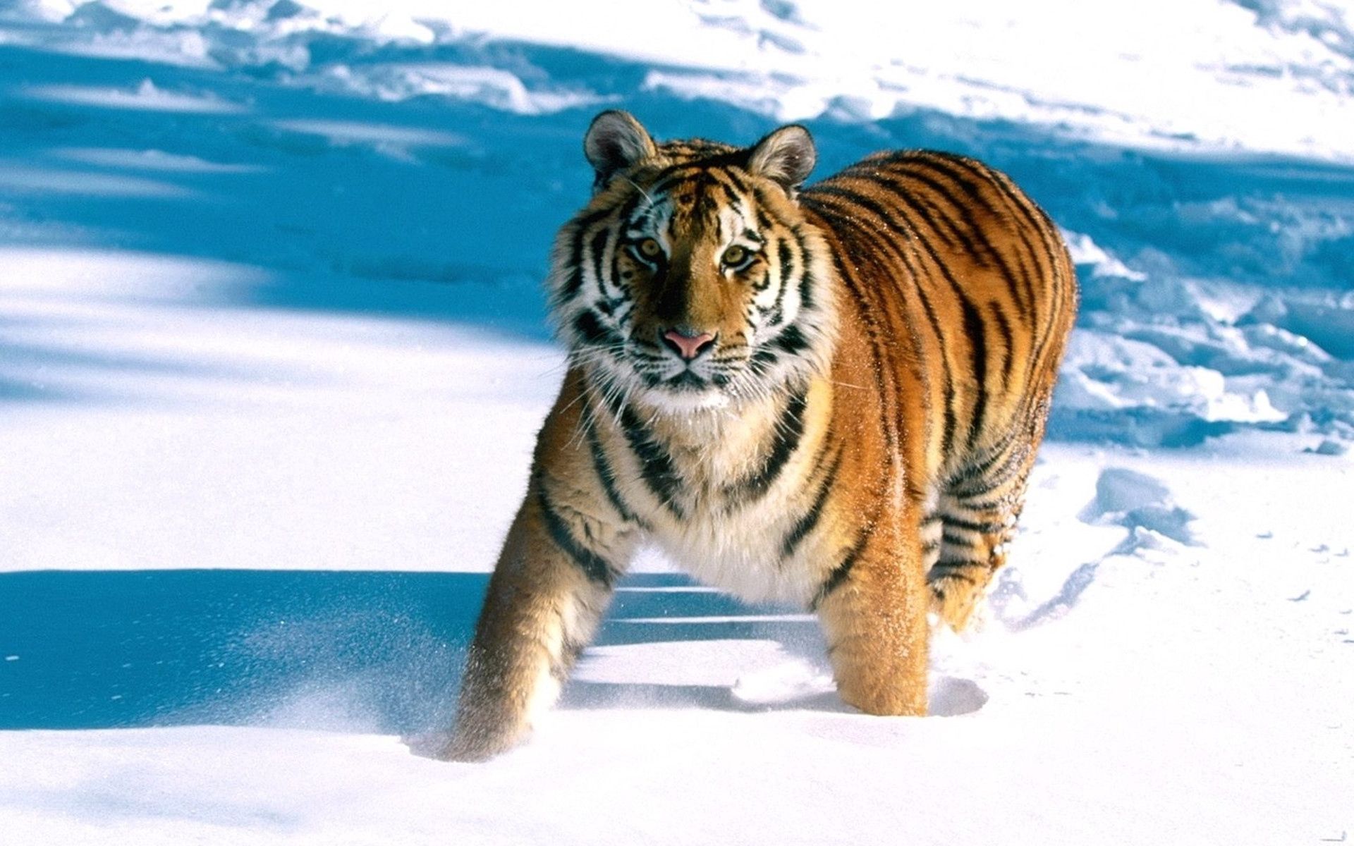 Free download wallpaper Snow, Predator, Tiger, Run Away, Run, Animals on your PC desktop