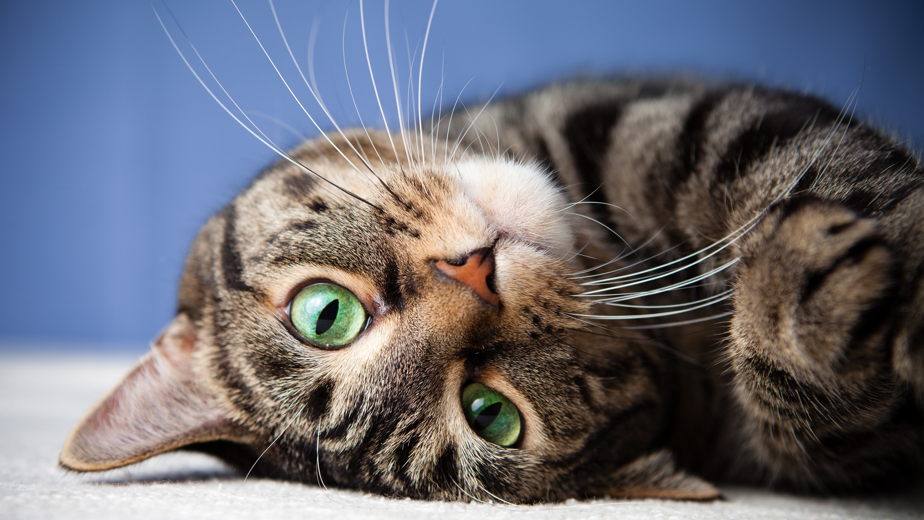 Скачати мобільні шпалери Кішка, Тварина, Милий, Коти, Зелені Очі безкоштовно.