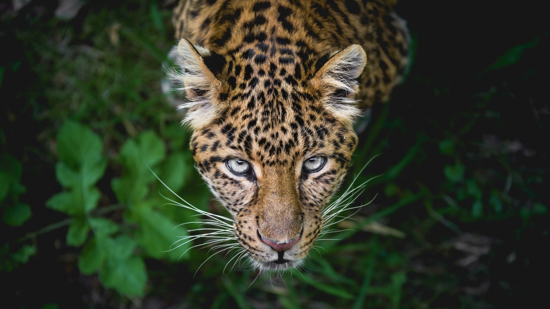 Free download wallpaper Leopard, Animal, Face, Stare on your PC desktop