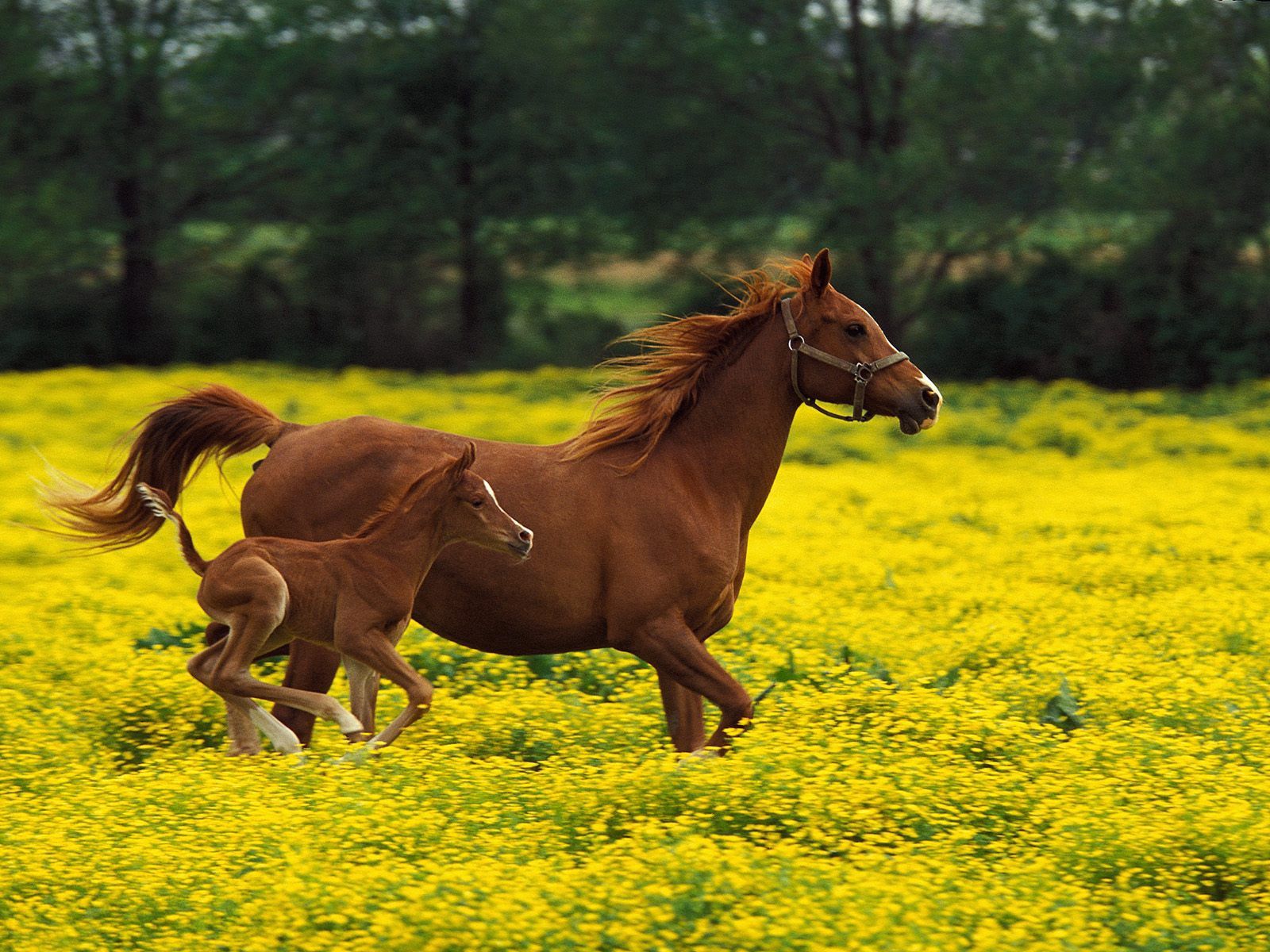 110506 descargar imagen animales, hierba, rebotar, saltar, caballo, semental: fondos de pantalla y protectores de pantalla gratis