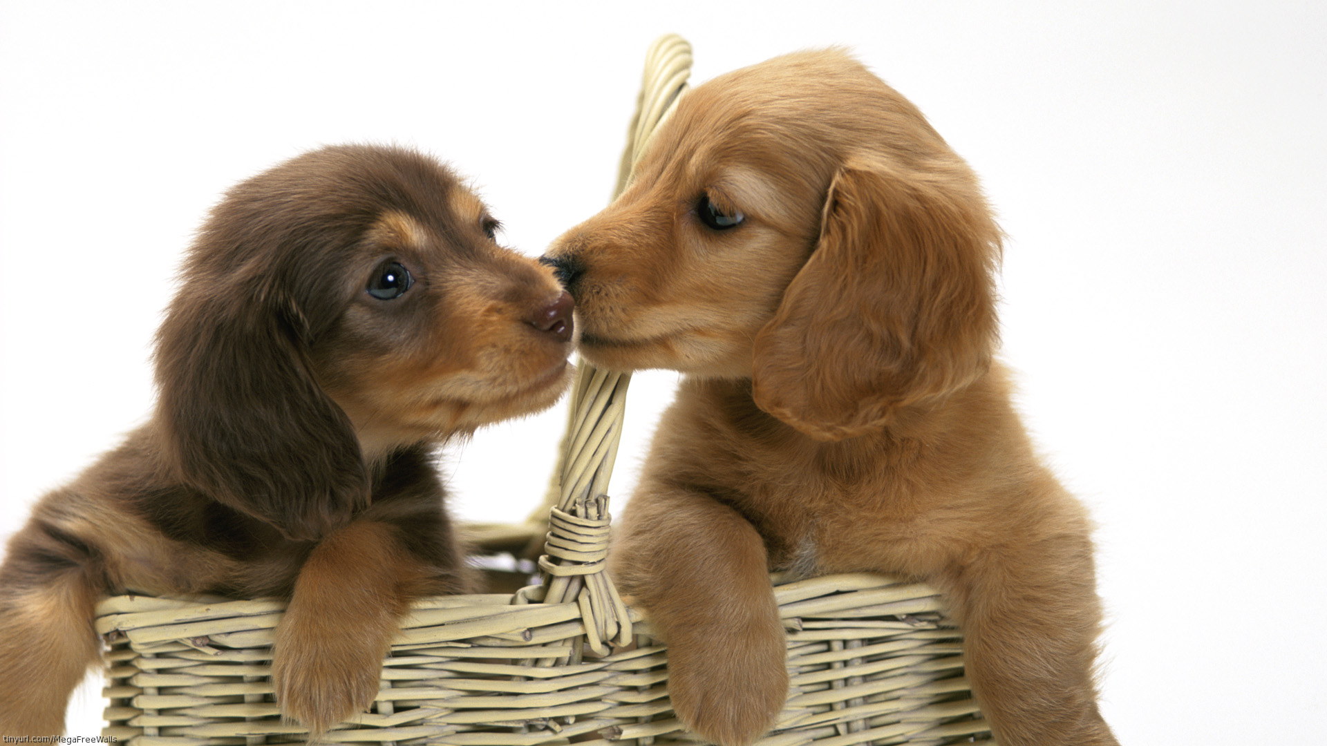 Téléchargez des papiers peints mobile Animaux, Chien, Chiot, Mignon gratuitement.