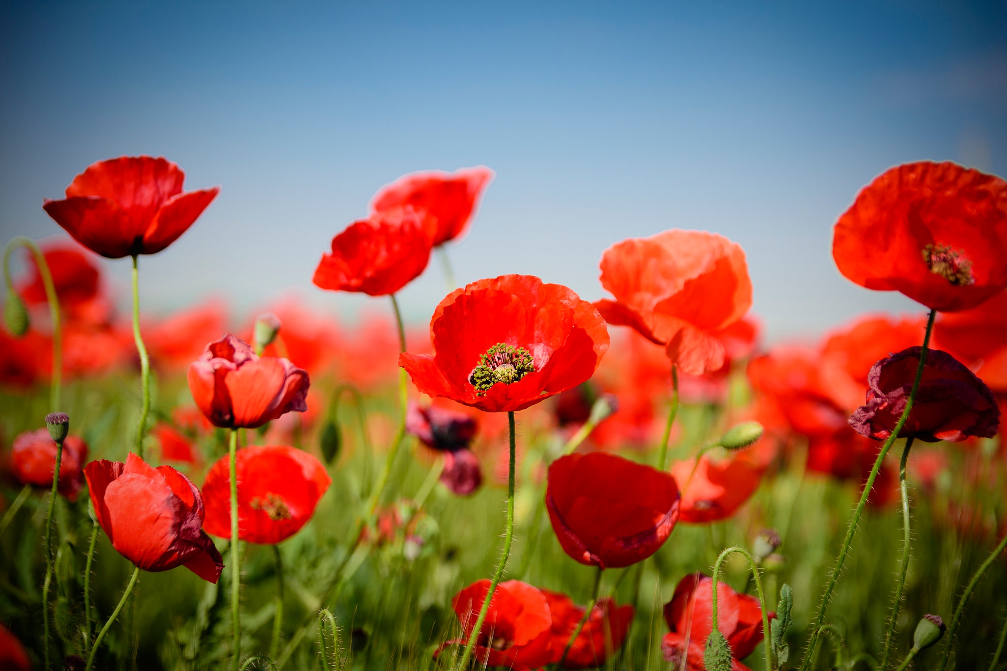 Téléchargez gratuitement l'image Fleurs, Été, Fleur, Coquelicot, Fleur Rouge, La Nature, Terre/nature sur le bureau de votre PC