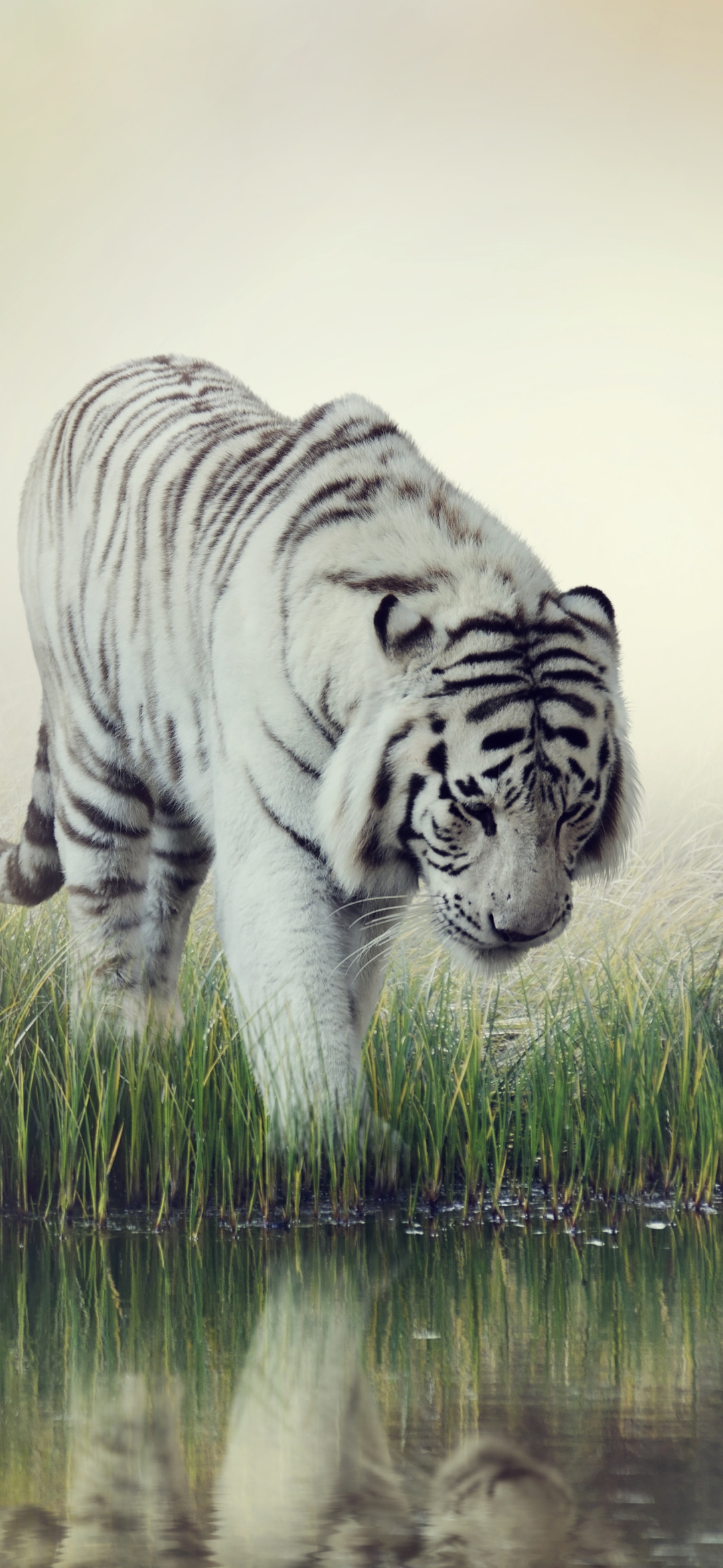 Download mobile wallpaper Cats, Reflection, Tiger, Animal, White Tiger for free.