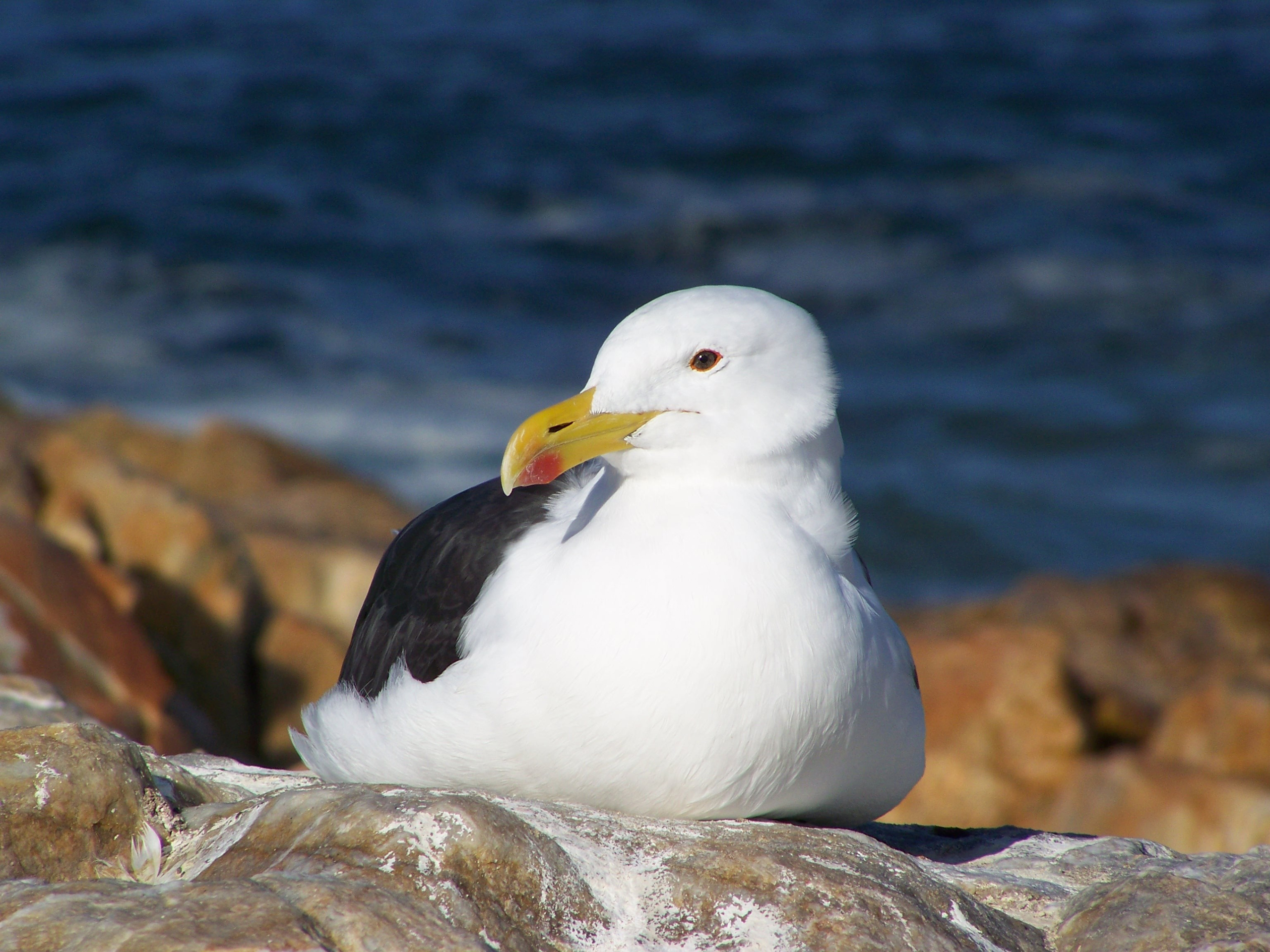 Free download wallpaper Birds, Animal, Seagull on your PC desktop
