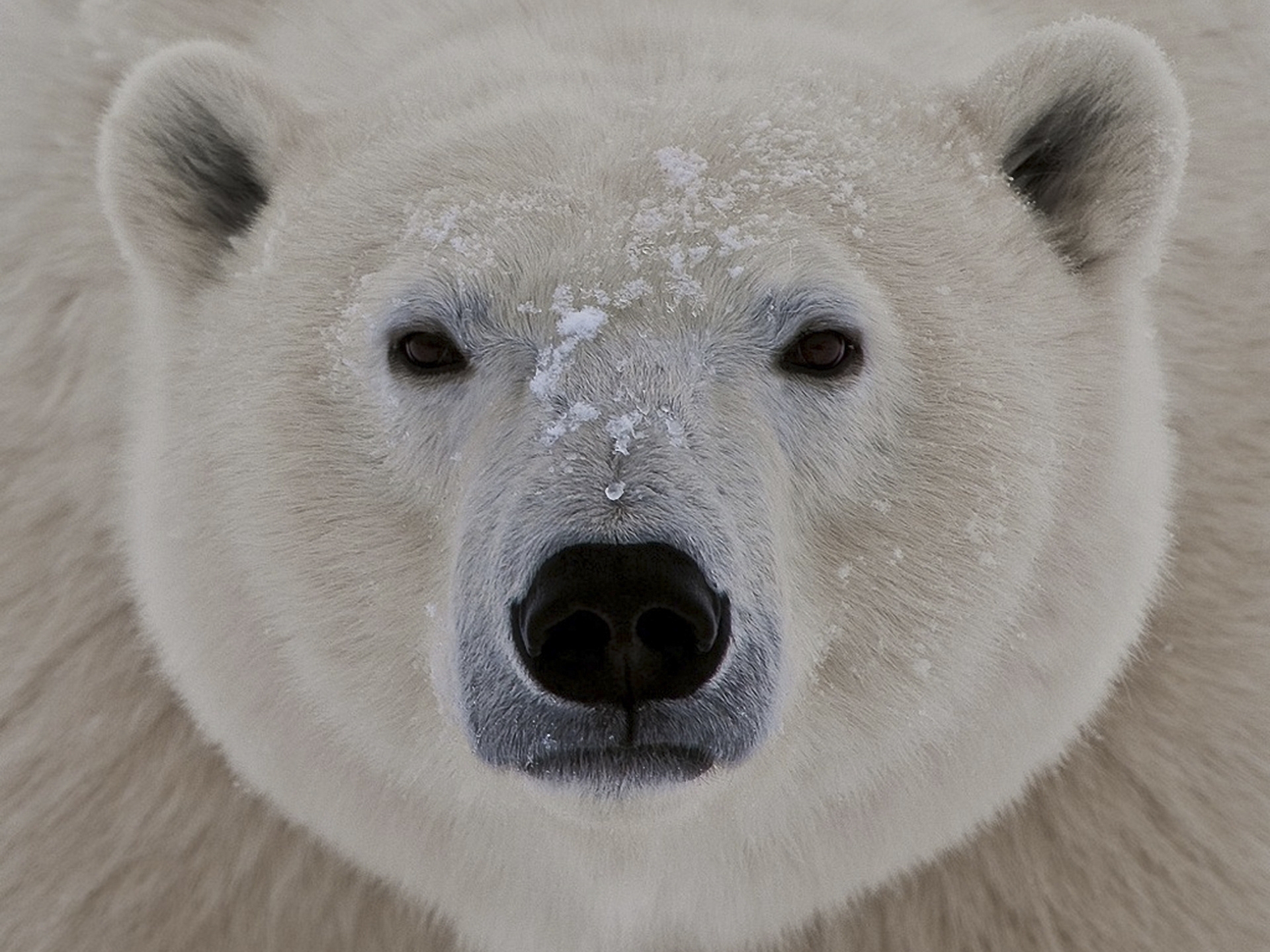 120691 télécharger l'image ours blanc, neige, animaux, museau, muselière, vue, opinion, gros, épais, ours polaire, somnolent - fonds d'écran et économiseurs d'écran gratuits