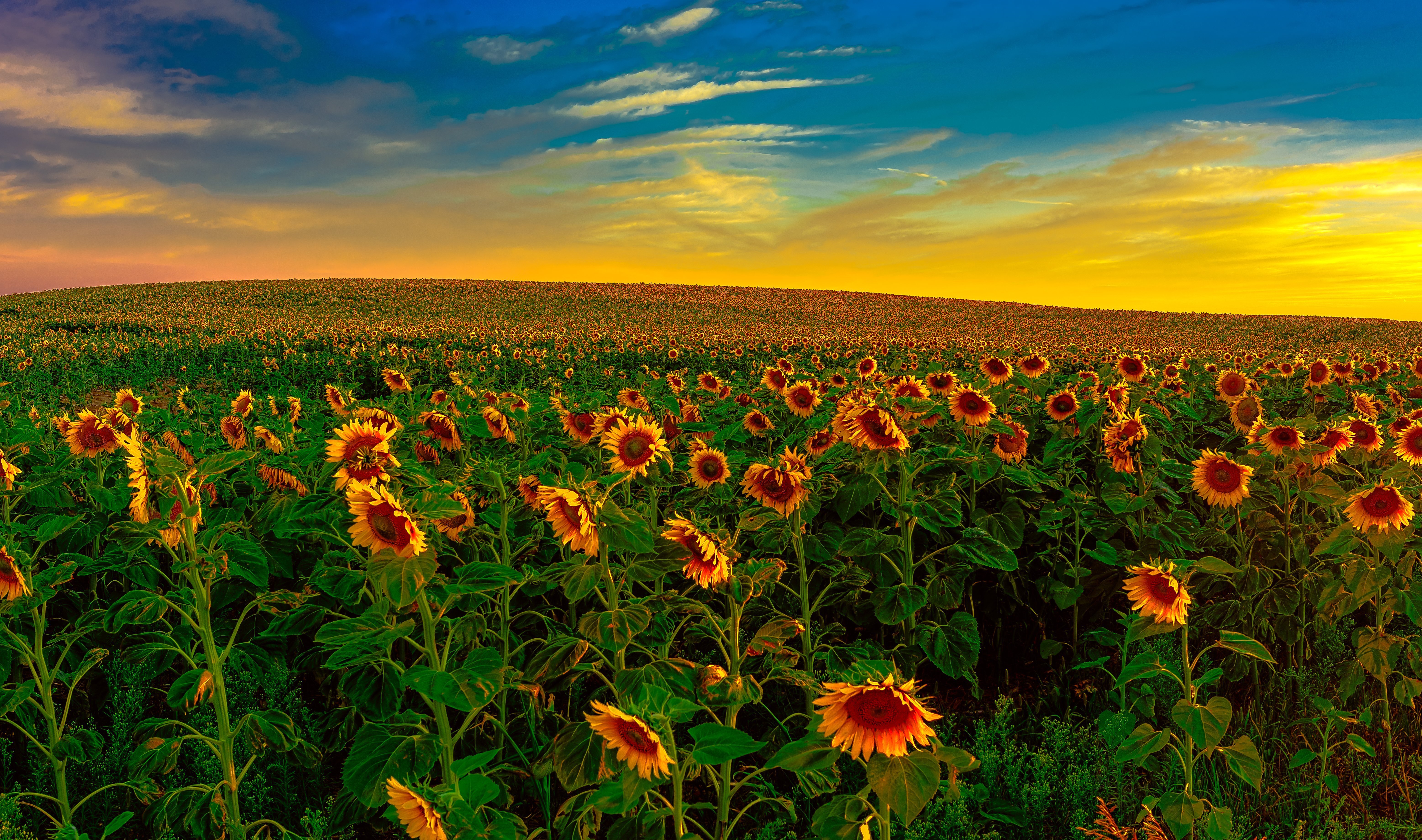 Free download wallpaper Nature, Flowers, Sky, Flower, Earth, Field, Cloud, Sunflower, Yellow Flower on your PC desktop