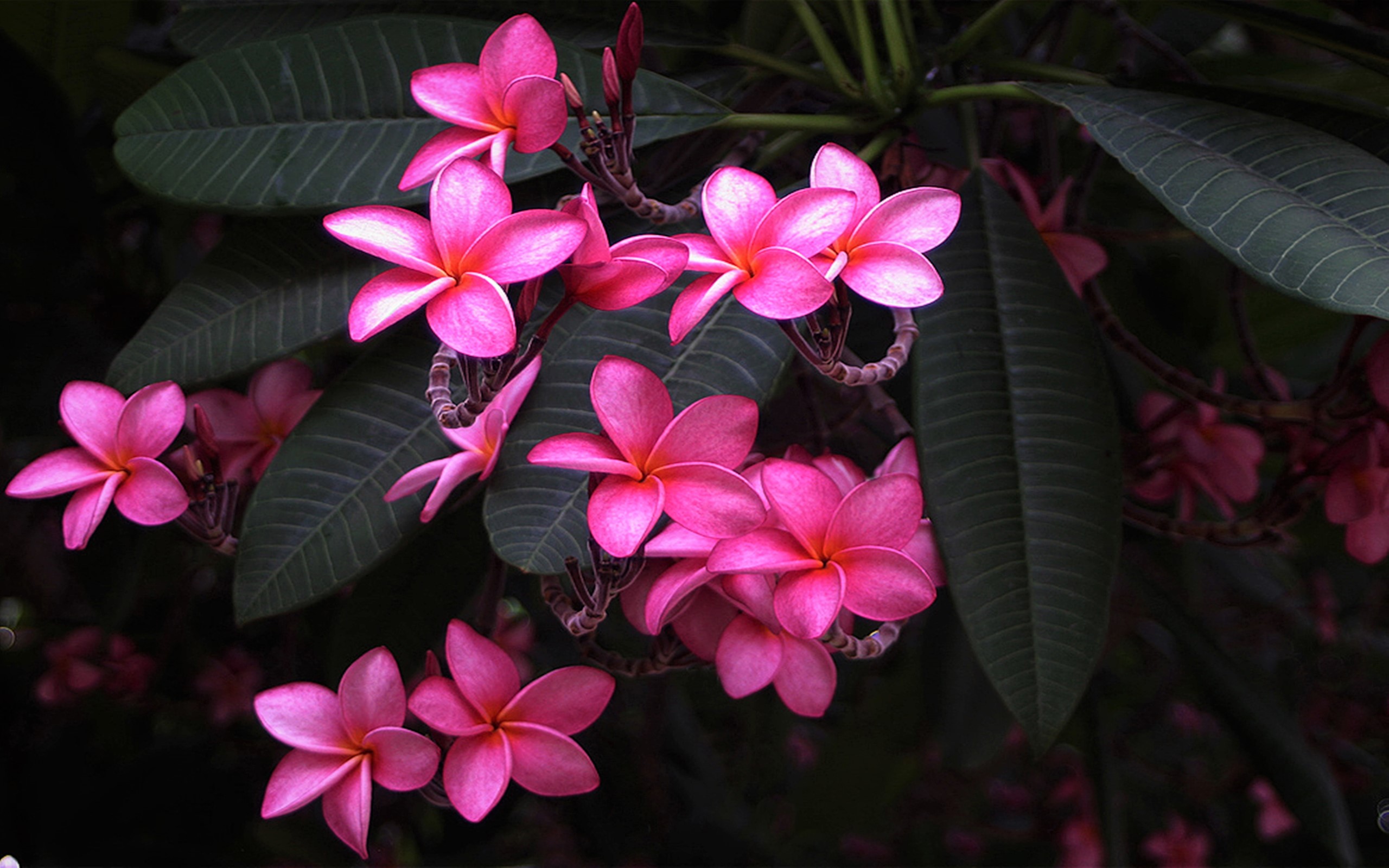 Descarga gratis la imagen Flores, Flor, Flor Rosa, Hoja, Frangipani, Tierra/naturaleza, Plumería en el escritorio de tu PC