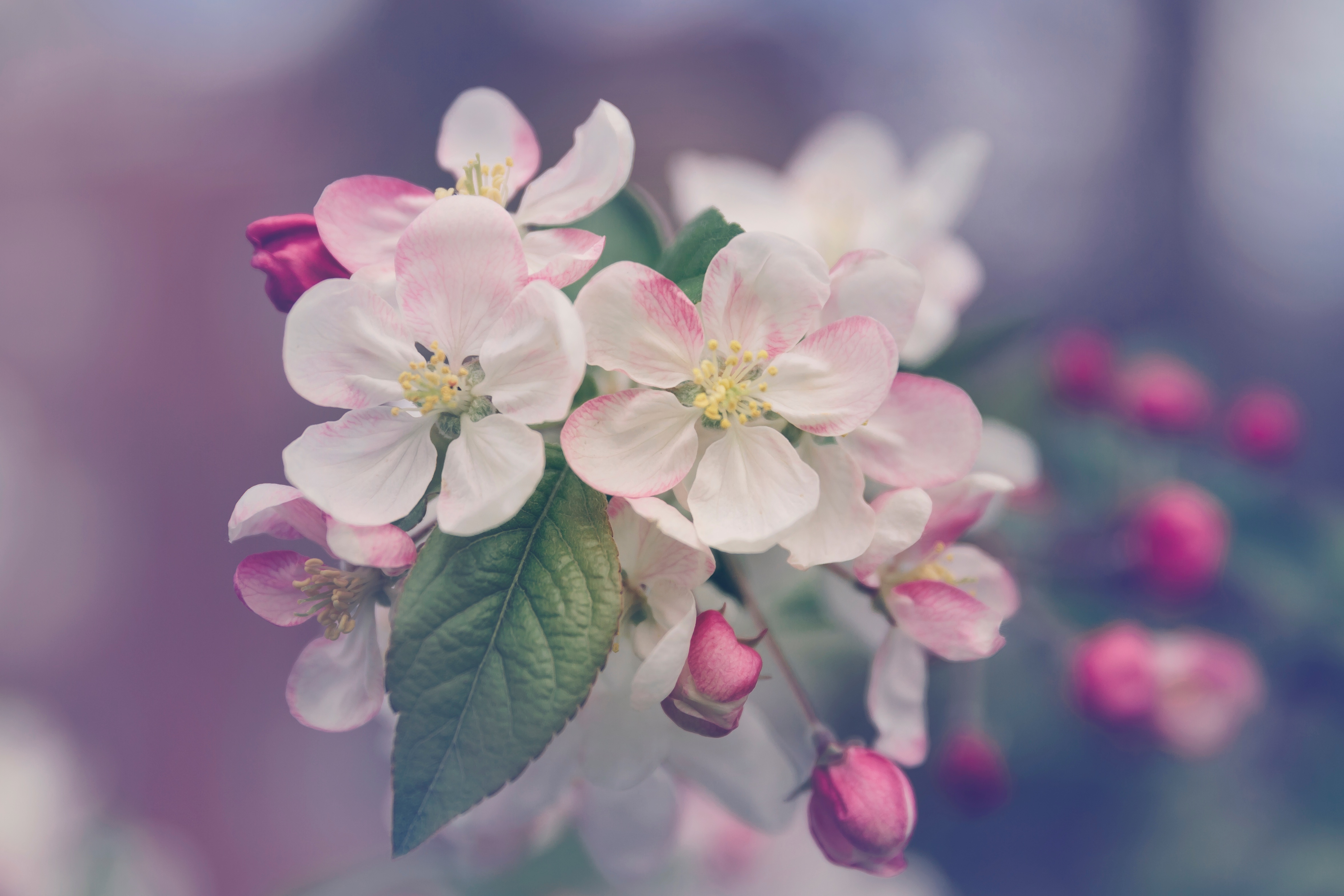 Free Flowering HD picture