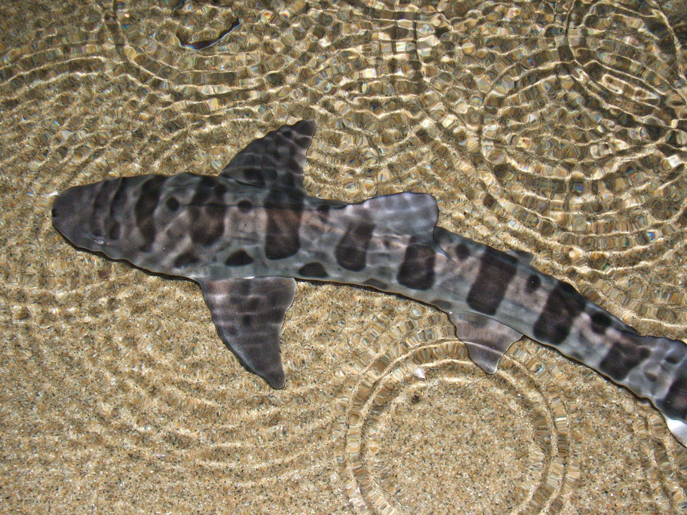 animal, leopard shark, sharks