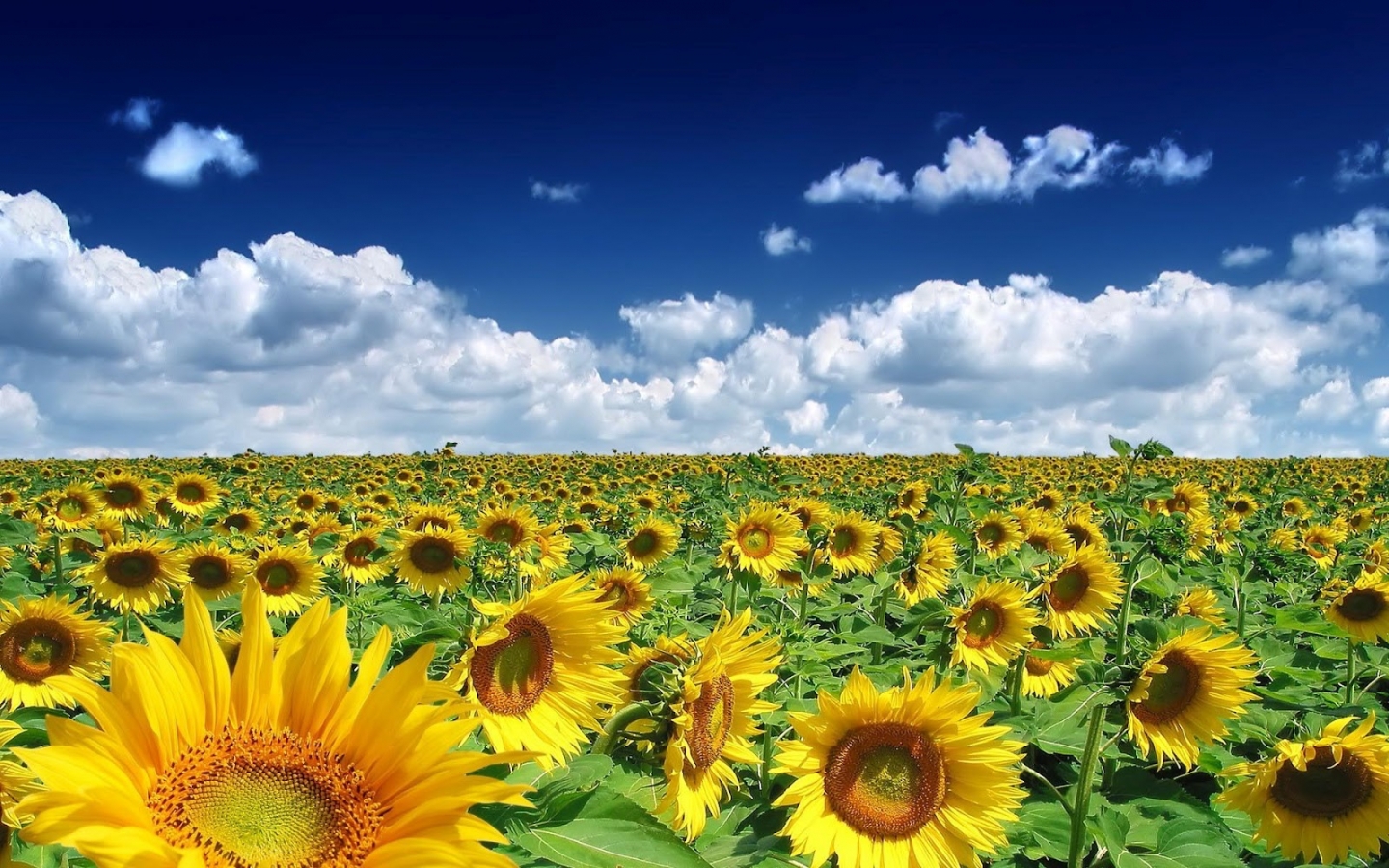 Laden Sie das Landschaft, Felder, Sonnenblumen-Bild kostenlos auf Ihren PC-Desktop herunter
