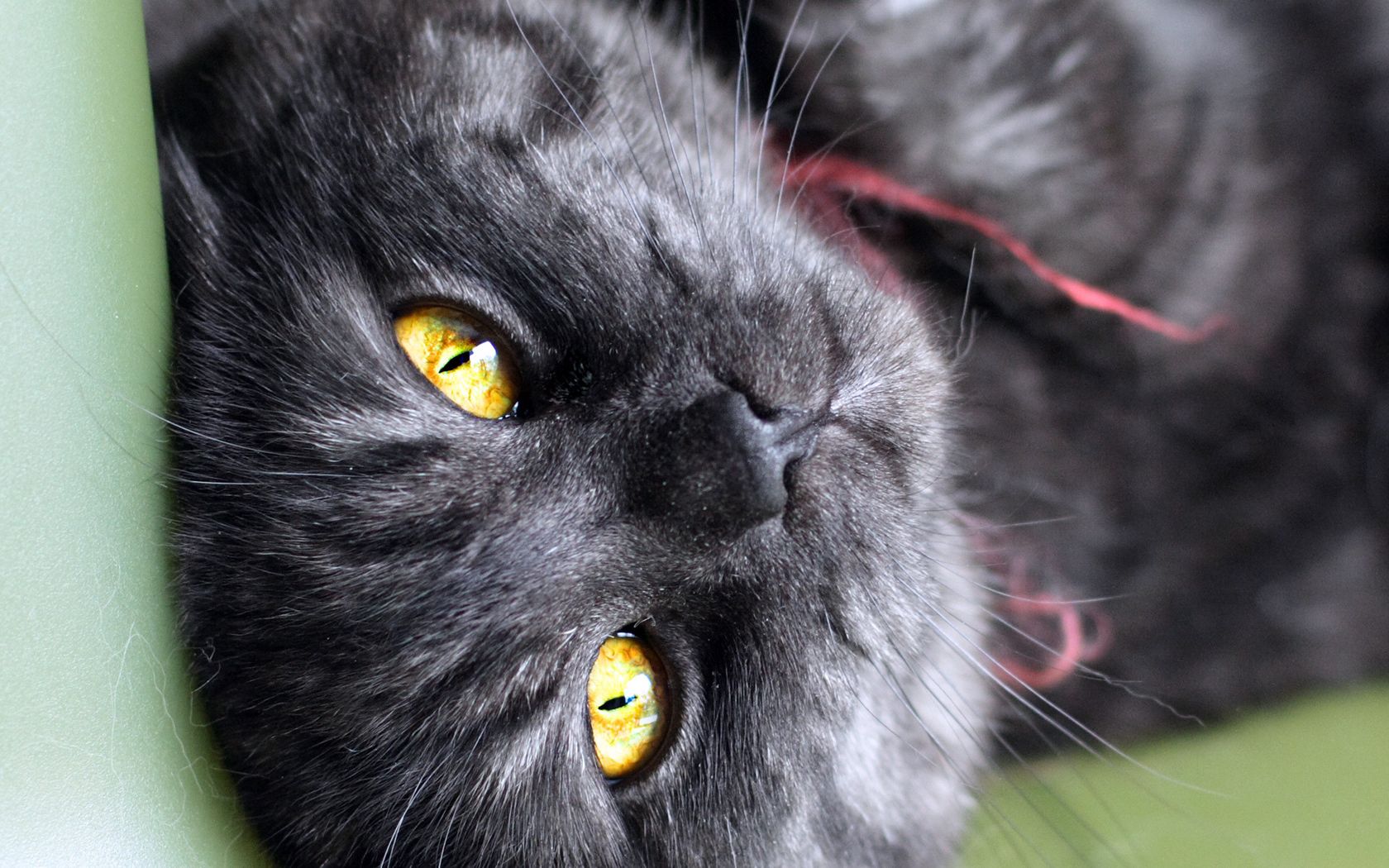Laden Sie das Der Kater, Das Schwarze, Gestreift, Sicht, Meinung, Tiere, Katze-Bild kostenlos auf Ihren PC-Desktop herunter