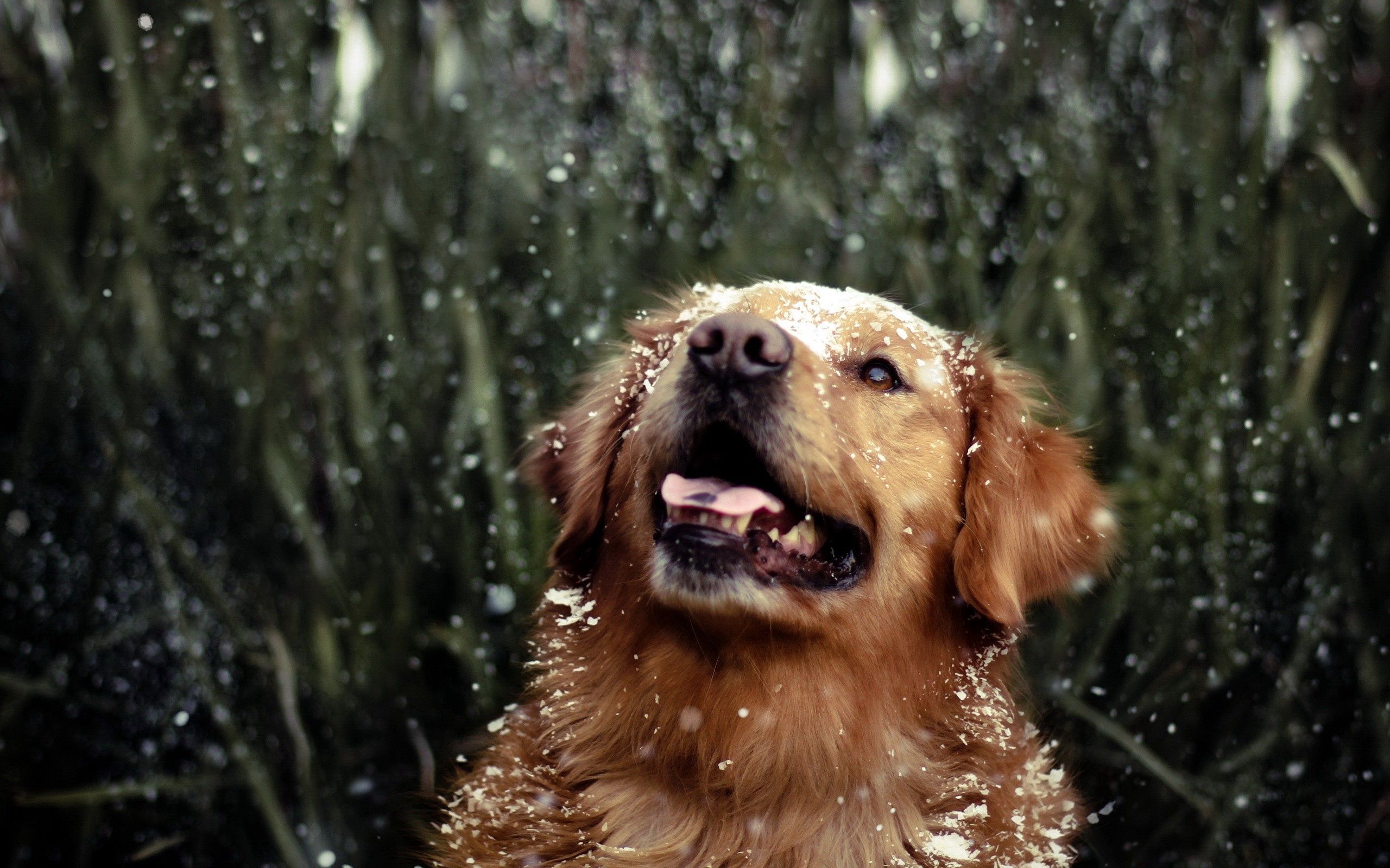 Handy-Wallpaper Hund, Spielerische, Tiere, Grass, Drops, Spielerisch kostenlos herunterladen.