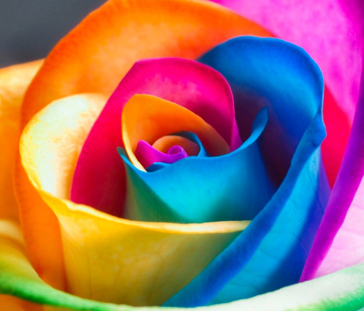 Téléchargez des papiers peints mobile Fleurs, Rose, Fleur, Coloré, Terre/nature gratuitement.