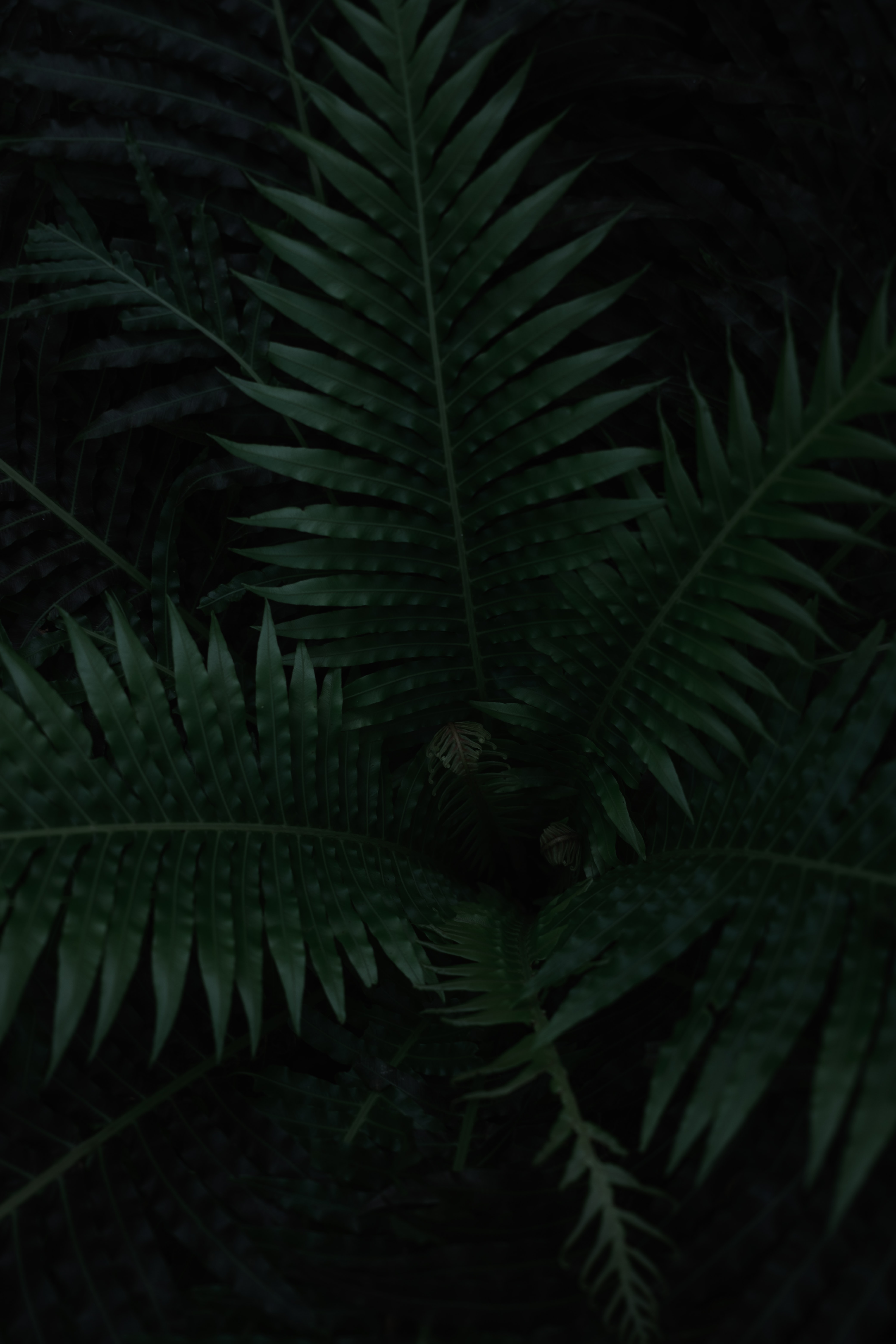 Free download wallpaper Leaves, Plant, Macro, Dark, Fern on your PC desktop