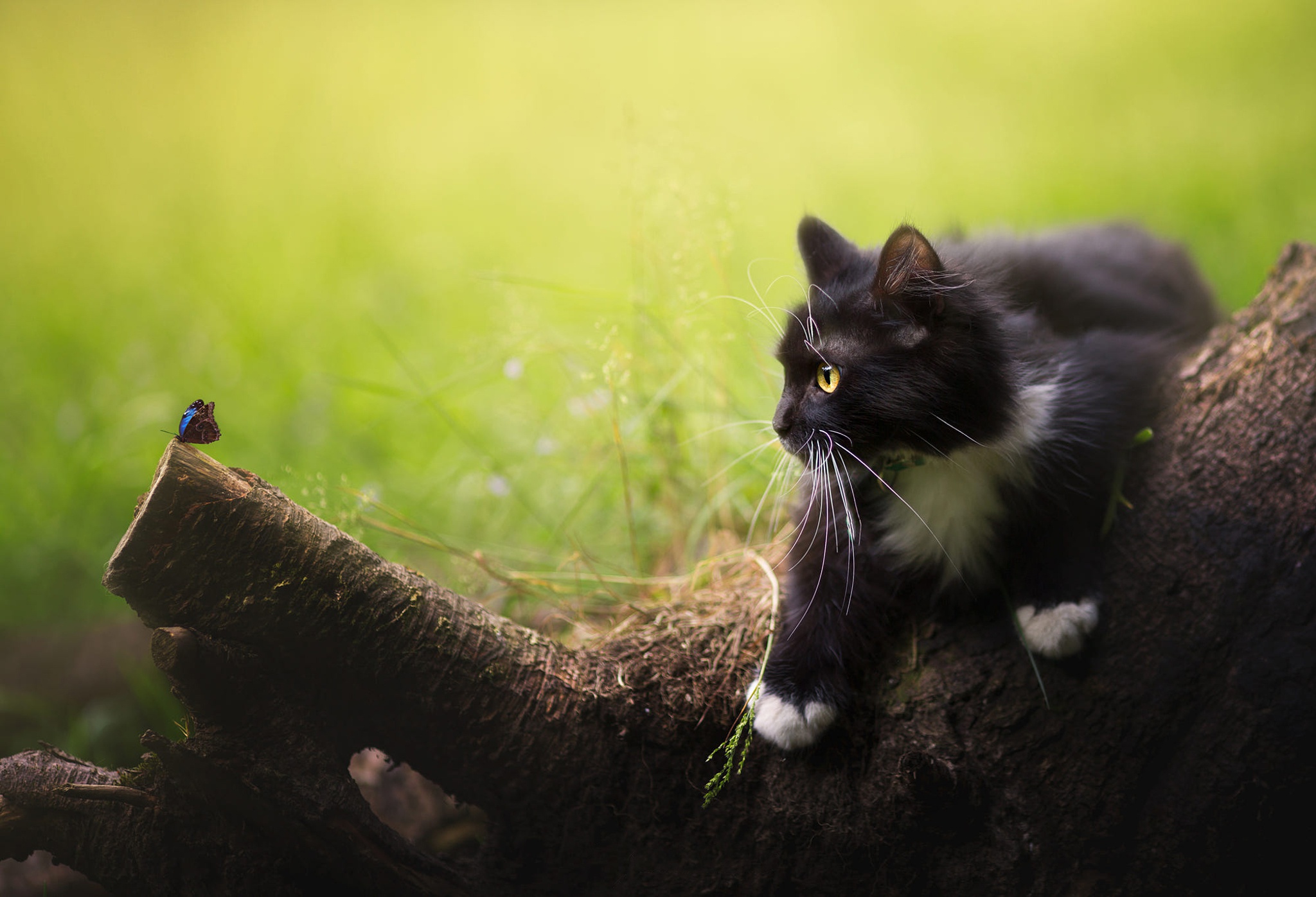 Descarga gratuita de fondo de pantalla para móvil de Animales, Gatos, Gato.