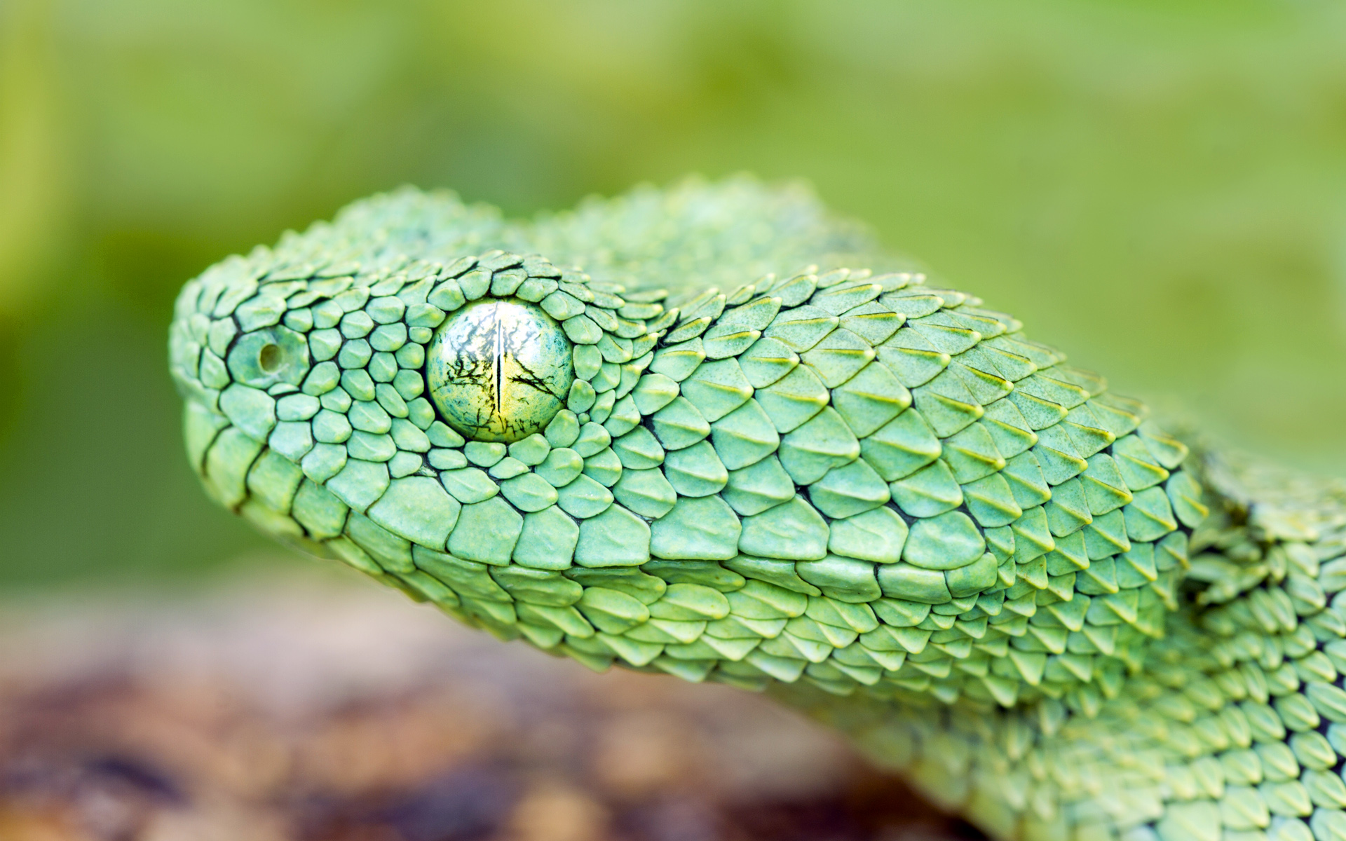 Descarga gratuita de fondo de pantalla para móvil de Serpiente, Reptiles, Animales.
