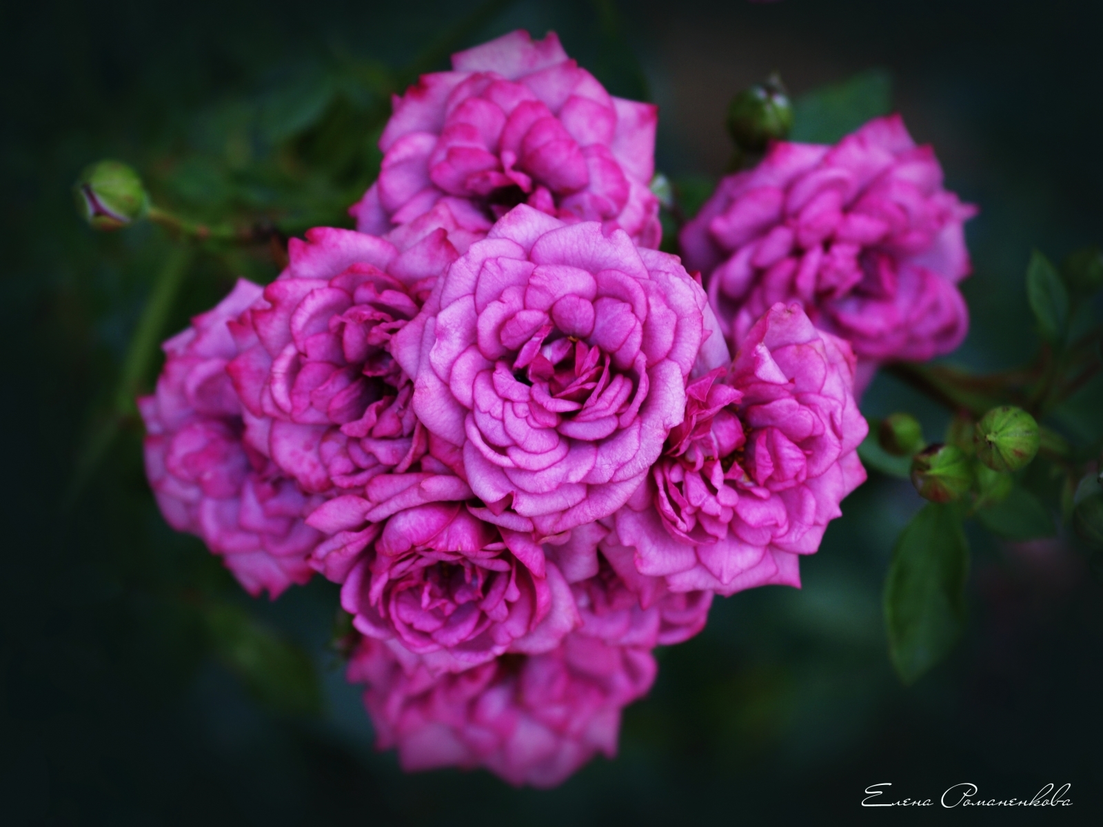 Baixe gratuitamente a imagem Flores, Rosas, Violeta, Plantas na área de trabalho do seu PC