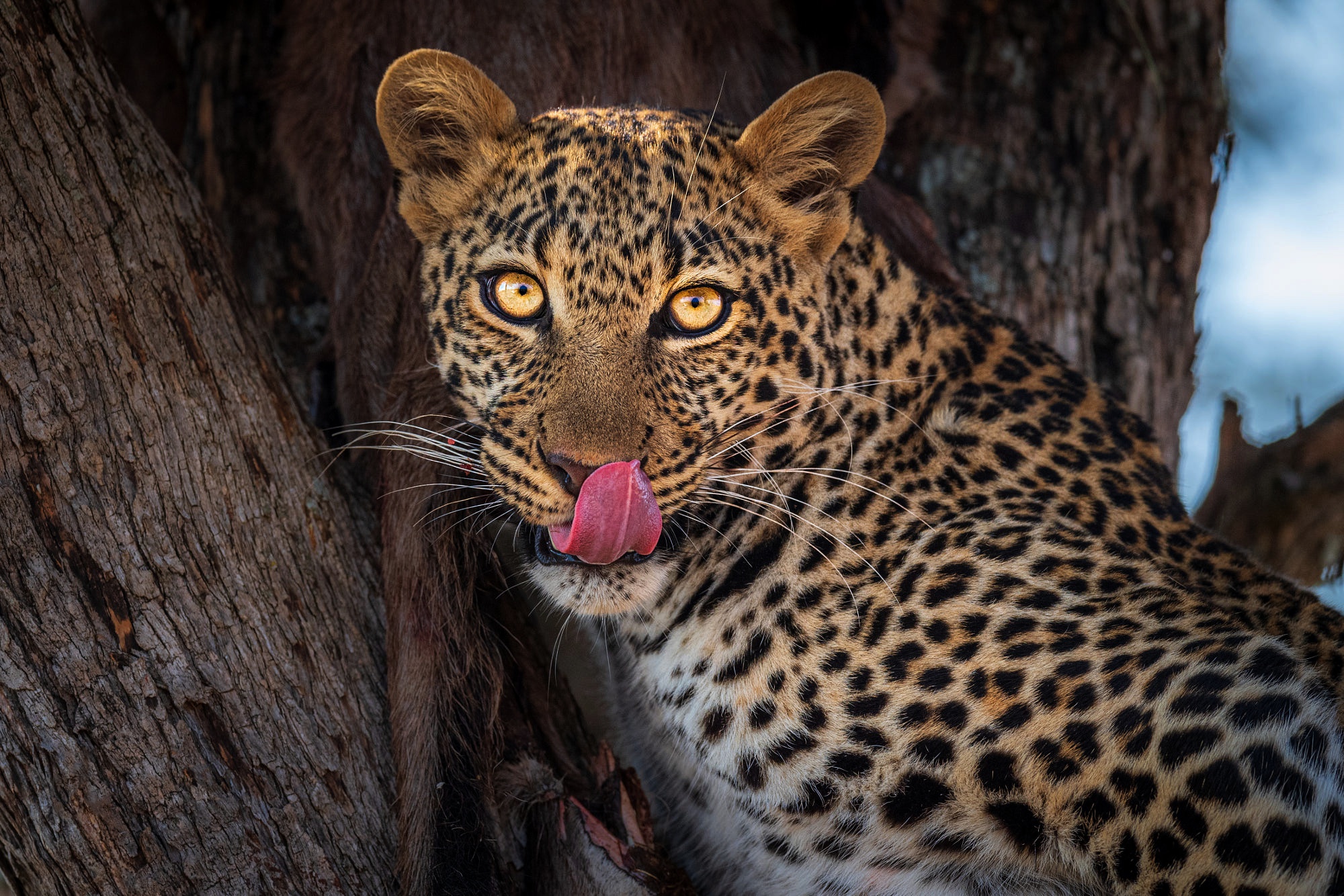 Laden Sie das Tiere, Katzen, Leopard-Bild kostenlos auf Ihren PC-Desktop herunter