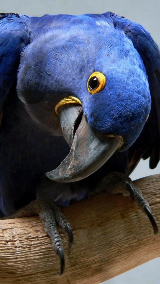 Download mobile wallpaper Birds, Animal, Hyacinth Macaw for free.