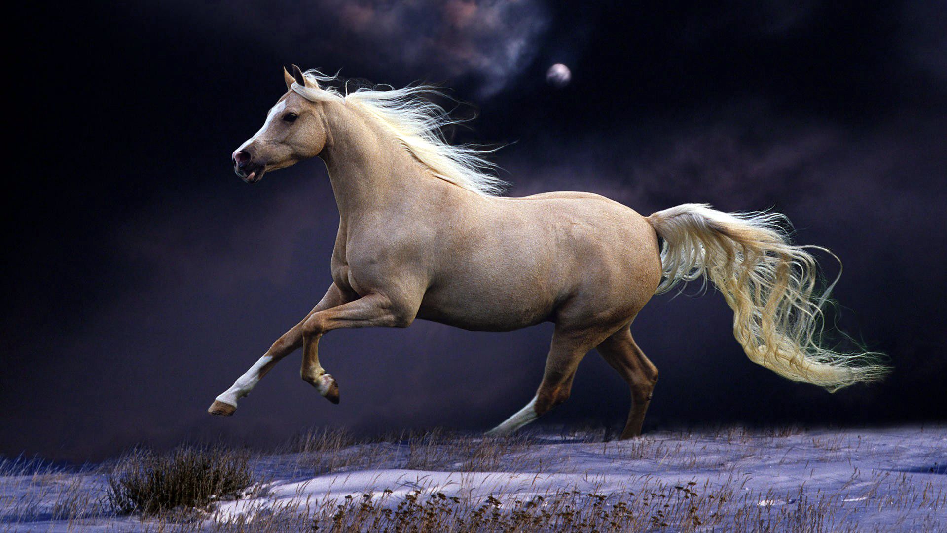 horse, animals, sky, night, beautiful, mane, run, running Desktop Wallpaper