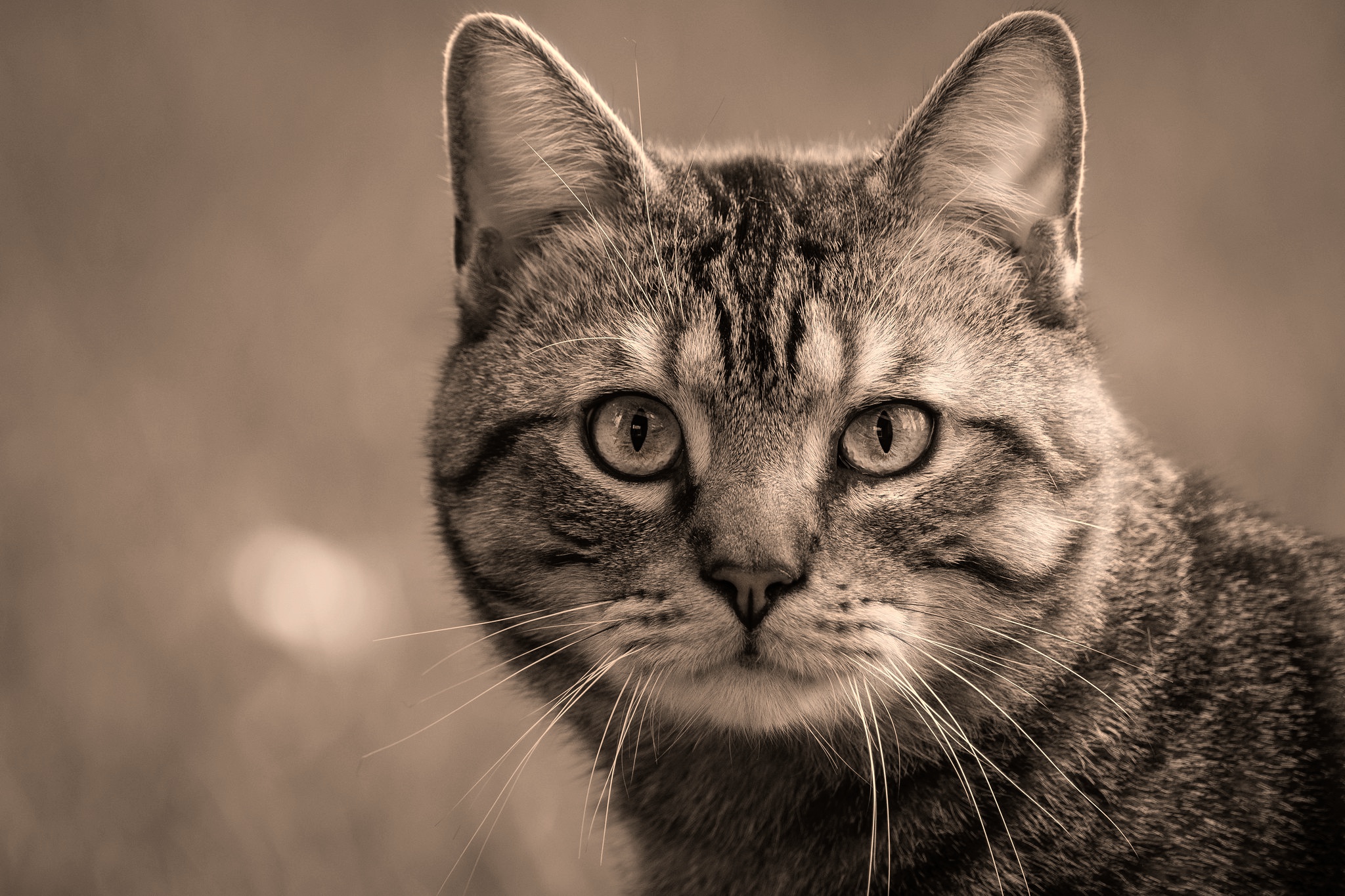 Laden Sie das Tiere, Katzen, Katze, Schwarz Weiß, Starren-Bild kostenlos auf Ihren PC-Desktop herunter