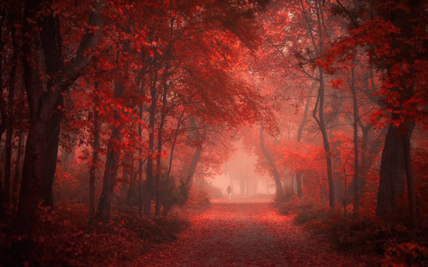 Скачать картинку Осень, Лес, Красный, Туман, Земля/природа в телефон бесплатно.