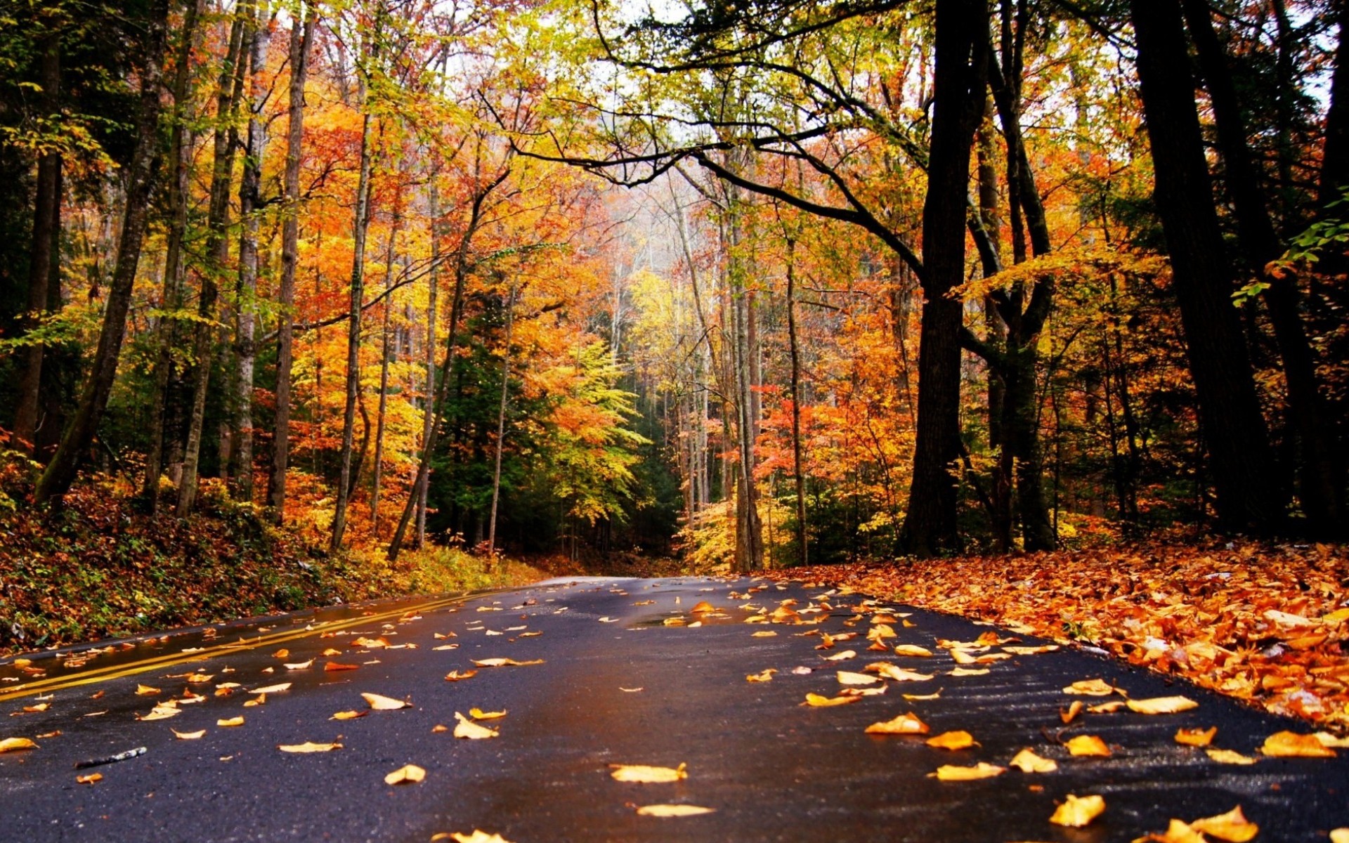 Скачать картинку Осень, Дорога, Дерево, Сделано Человеком в телефон бесплатно.