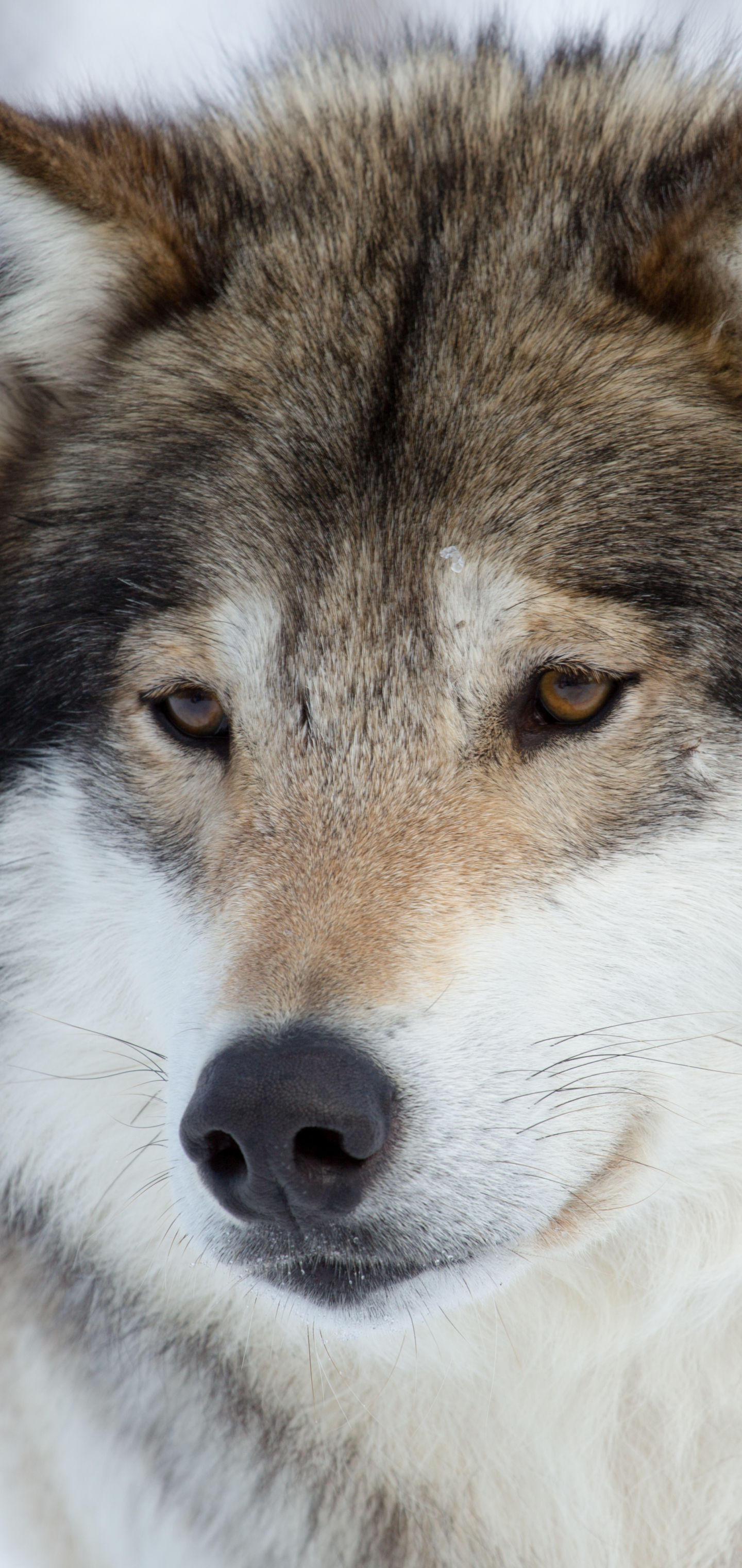Descarga gratuita de fondo de pantalla para móvil de Animales, Bozal, Lobo, Cara, Wolves.