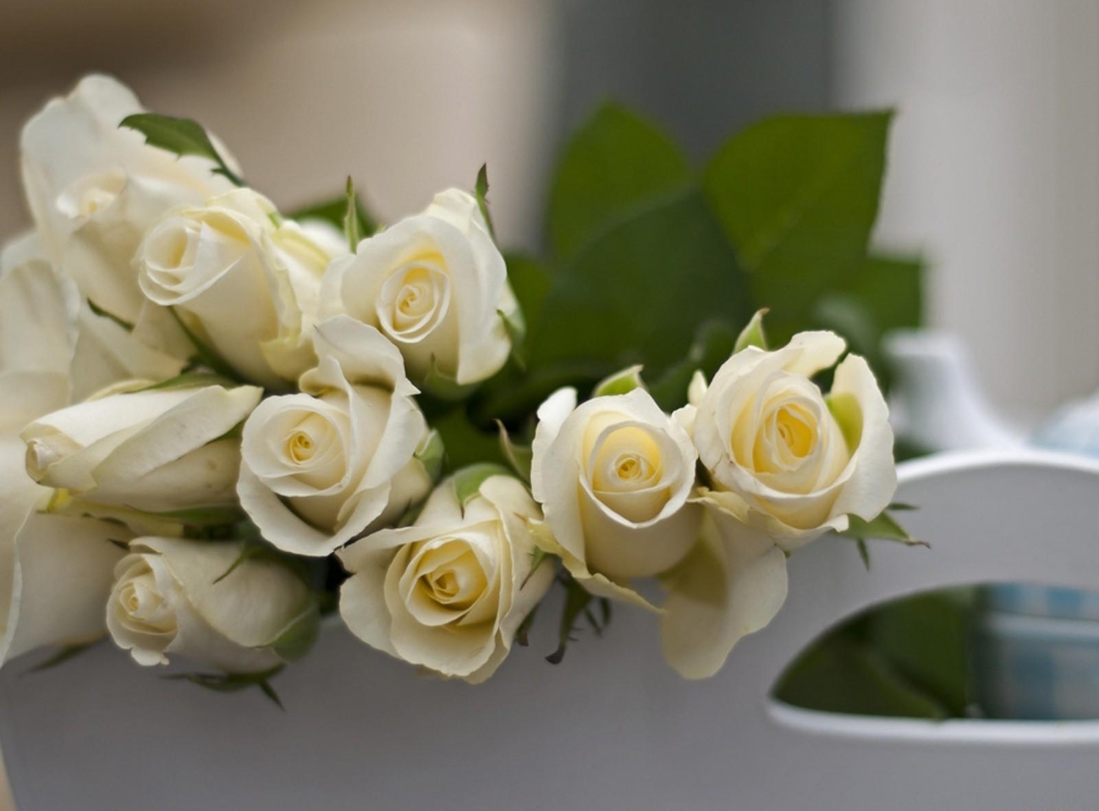 roses, flowers, white, to lie down, lie, buds 4K for PC