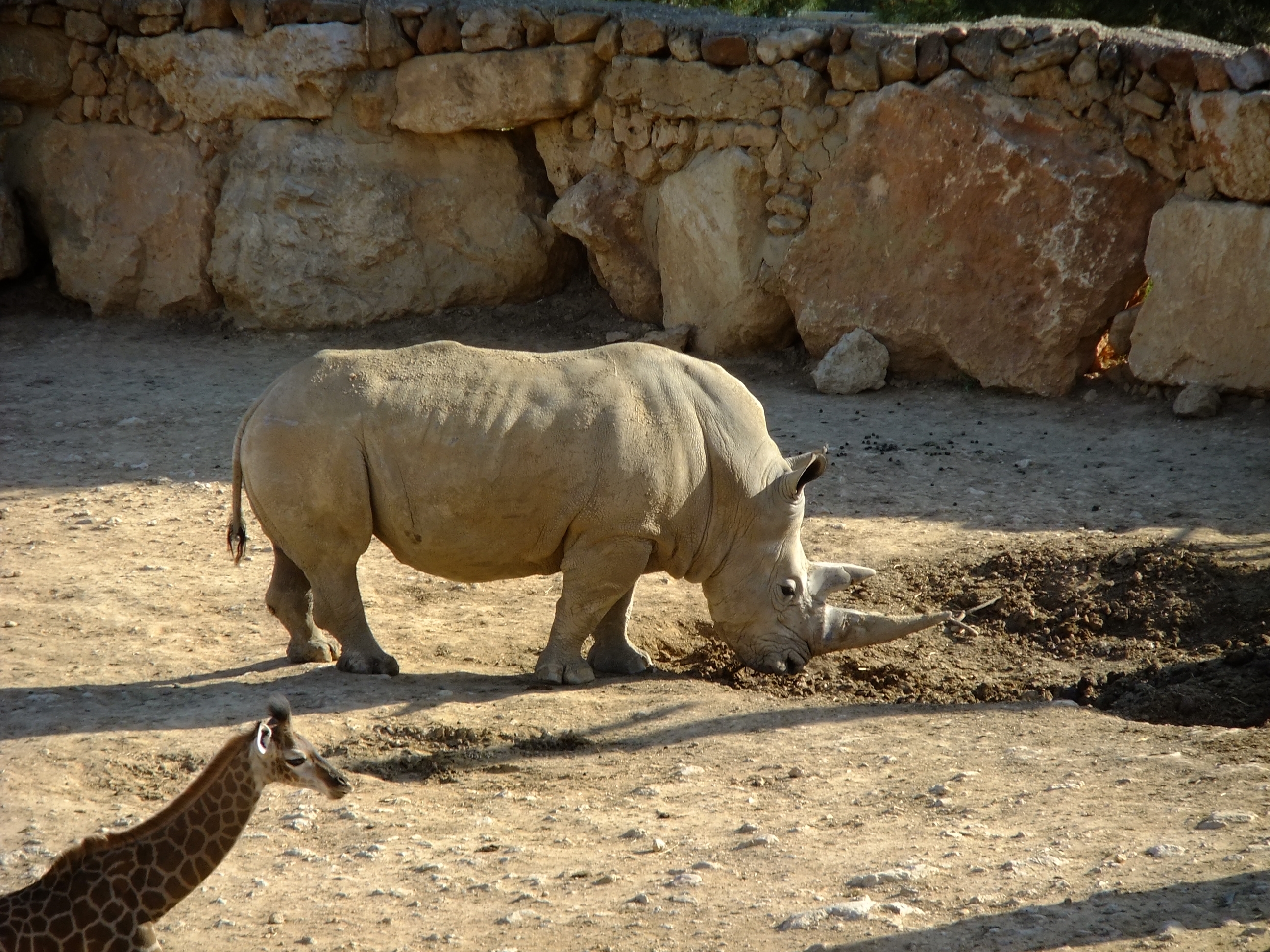 317851 Protetores de tela e papéis de parede Rinoceronte em seu telefone. Baixe  fotos gratuitamente
