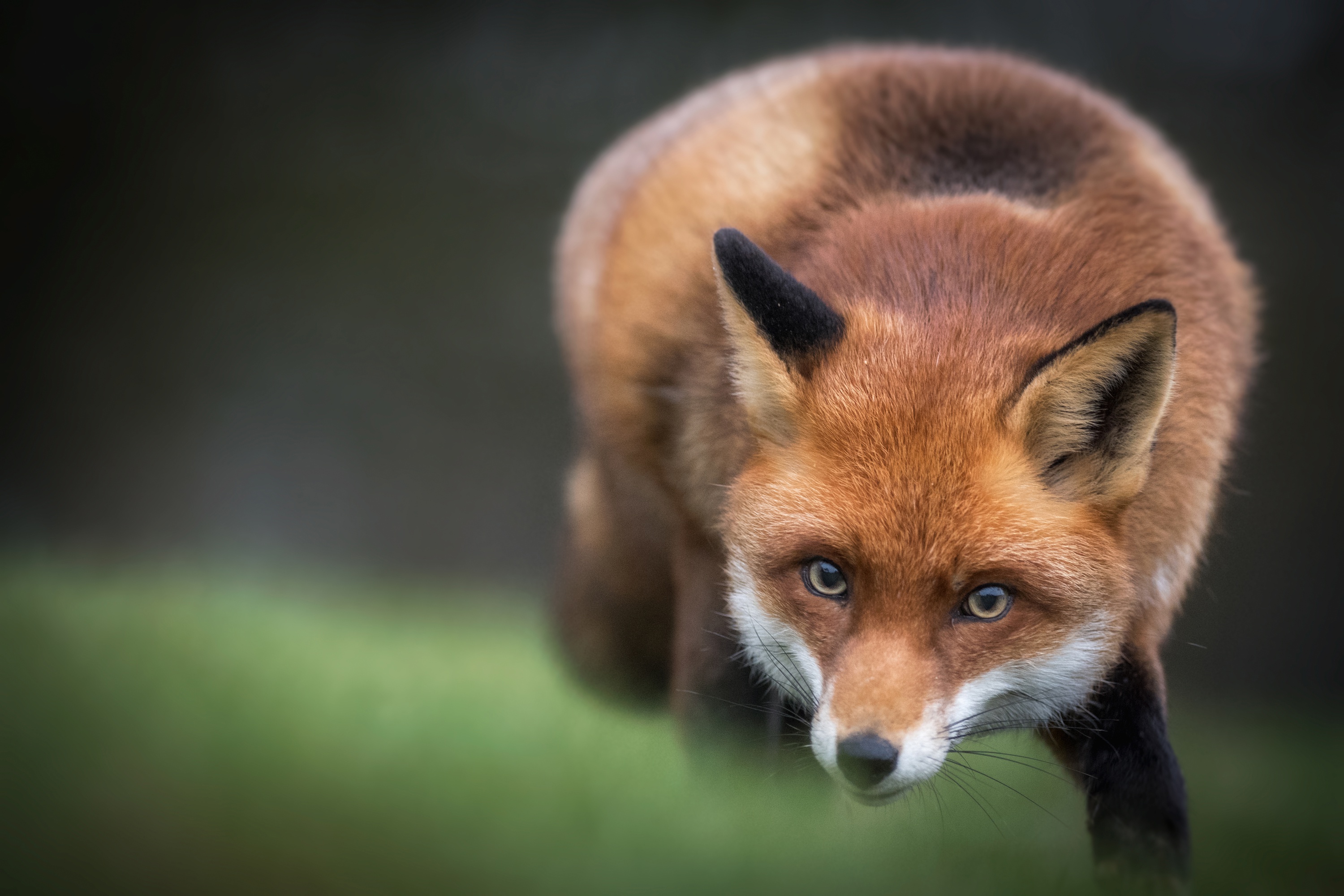 Download mobile wallpaper Fox, Animal for free.