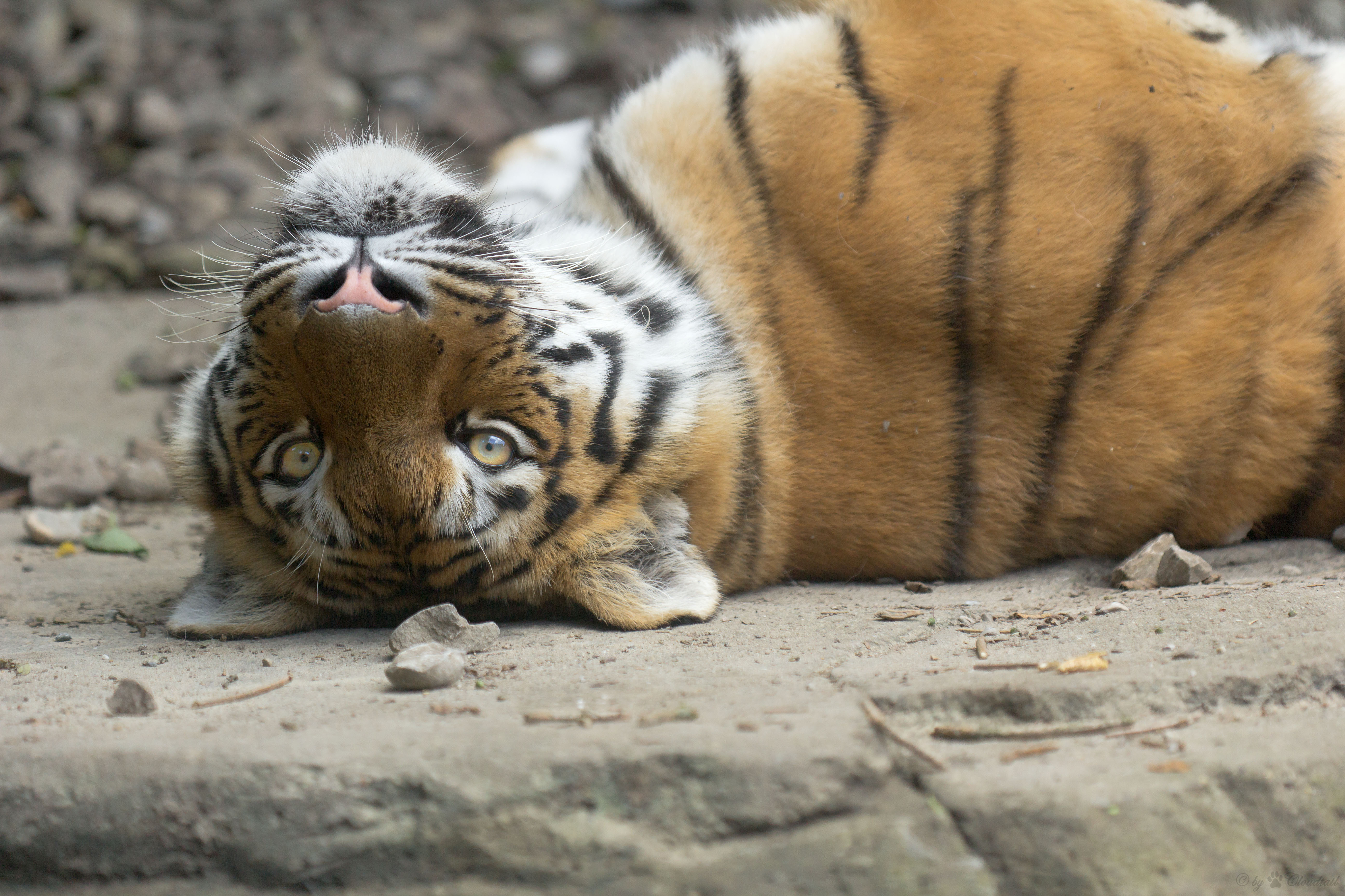無料モバイル壁紙動物, 猫, 虎, 横たわるをダウンロードします。