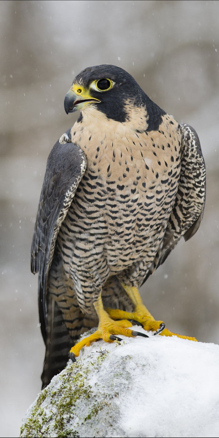 Download mobile wallpaper Falcon, Birds, Animal for free.