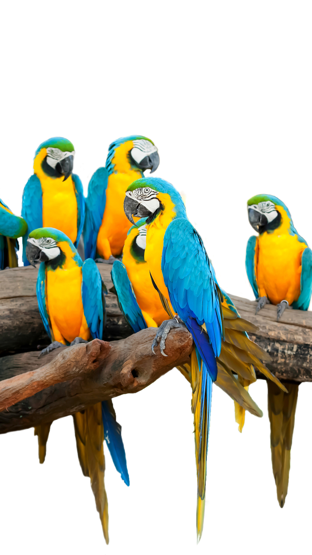 Baixar papel de parede para celular de Animais, Aves, Pássaro, Arara, Papagaio, Arara Azul E Amarela gratuito.