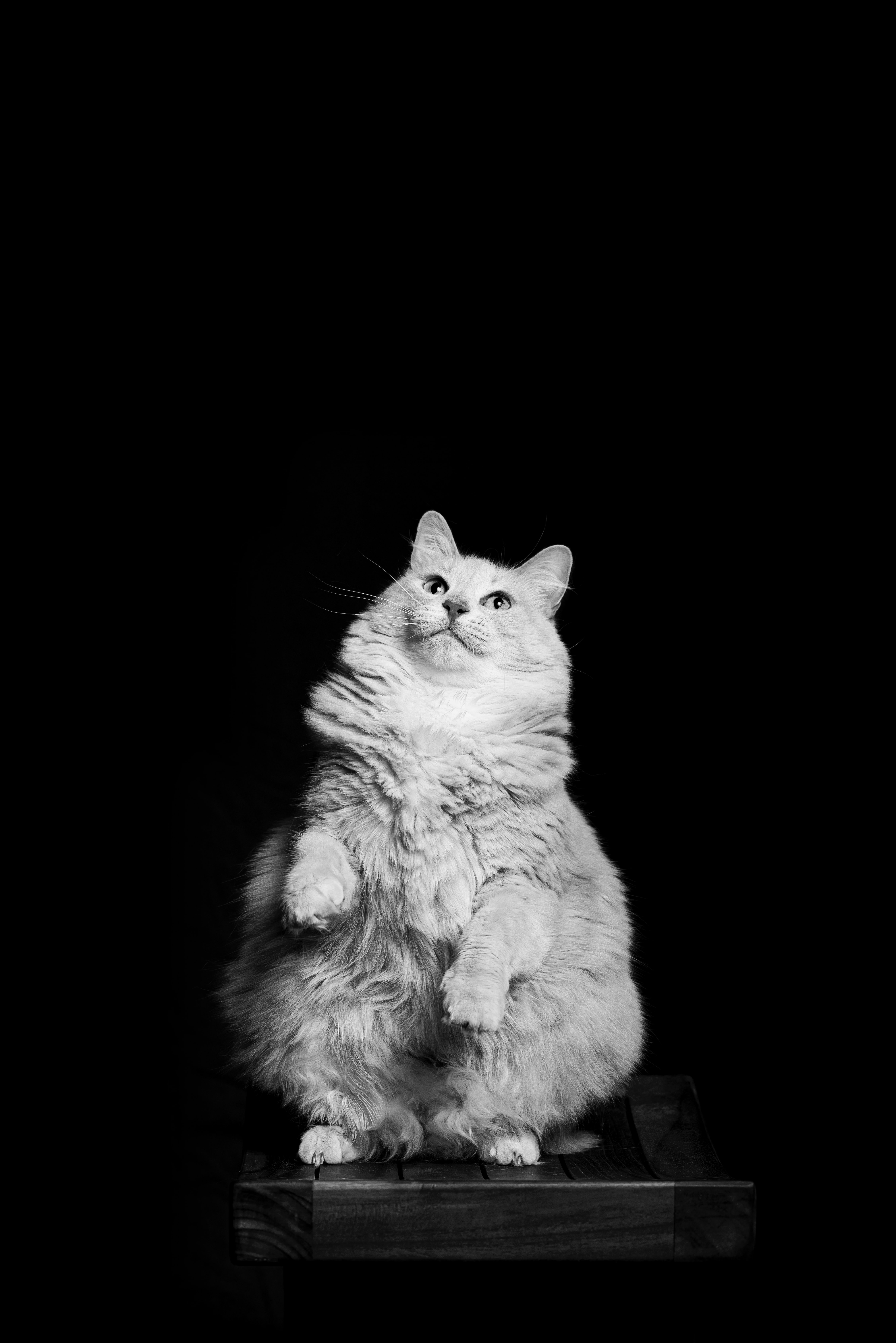 Download mobile wallpaper Pet, Bw, Chb, Animals, Cat for free.