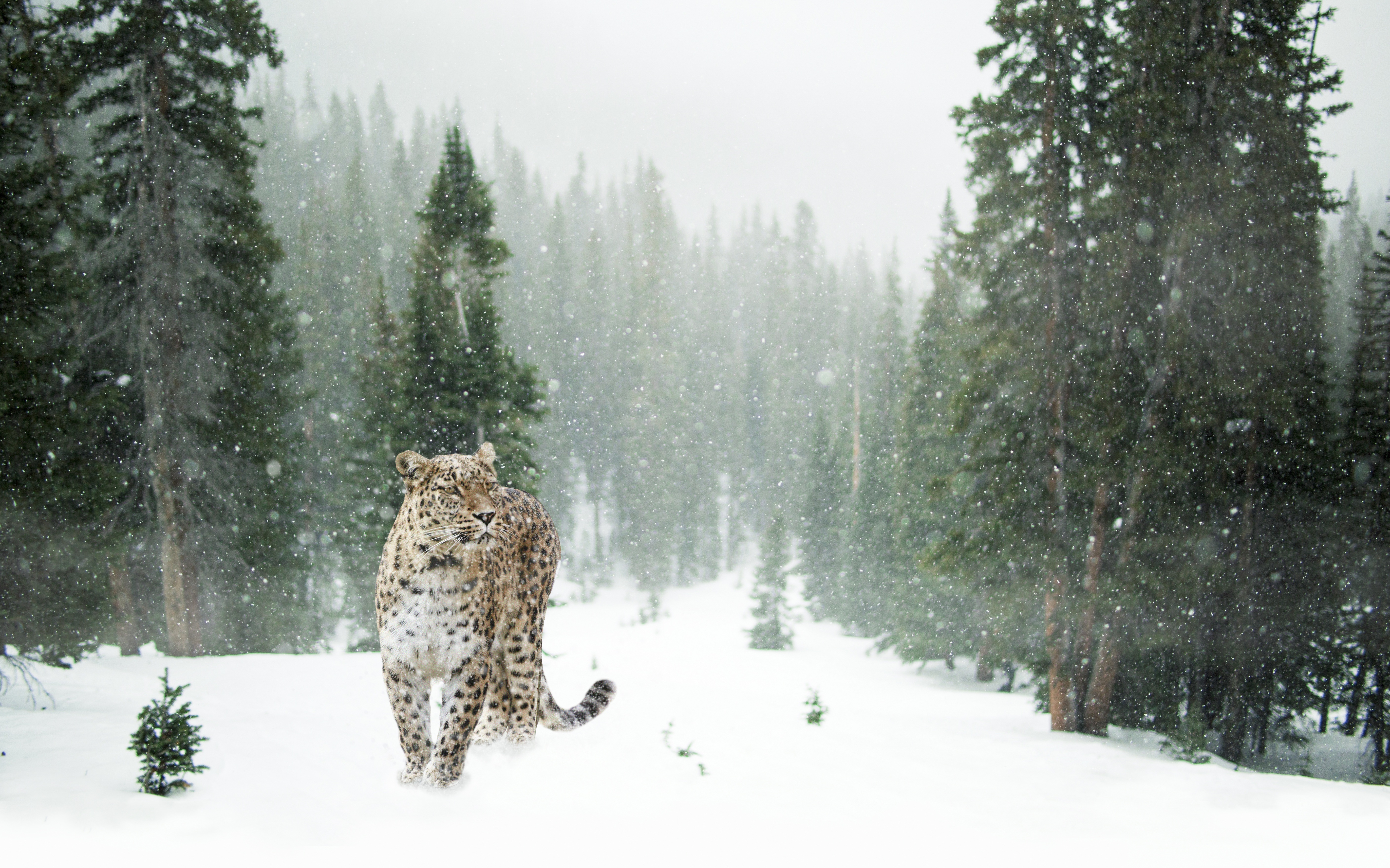 Baixe gratuitamente a imagem Animais, Inverno, Gatos, Leopardo, Queda De Neve na área de trabalho do seu PC