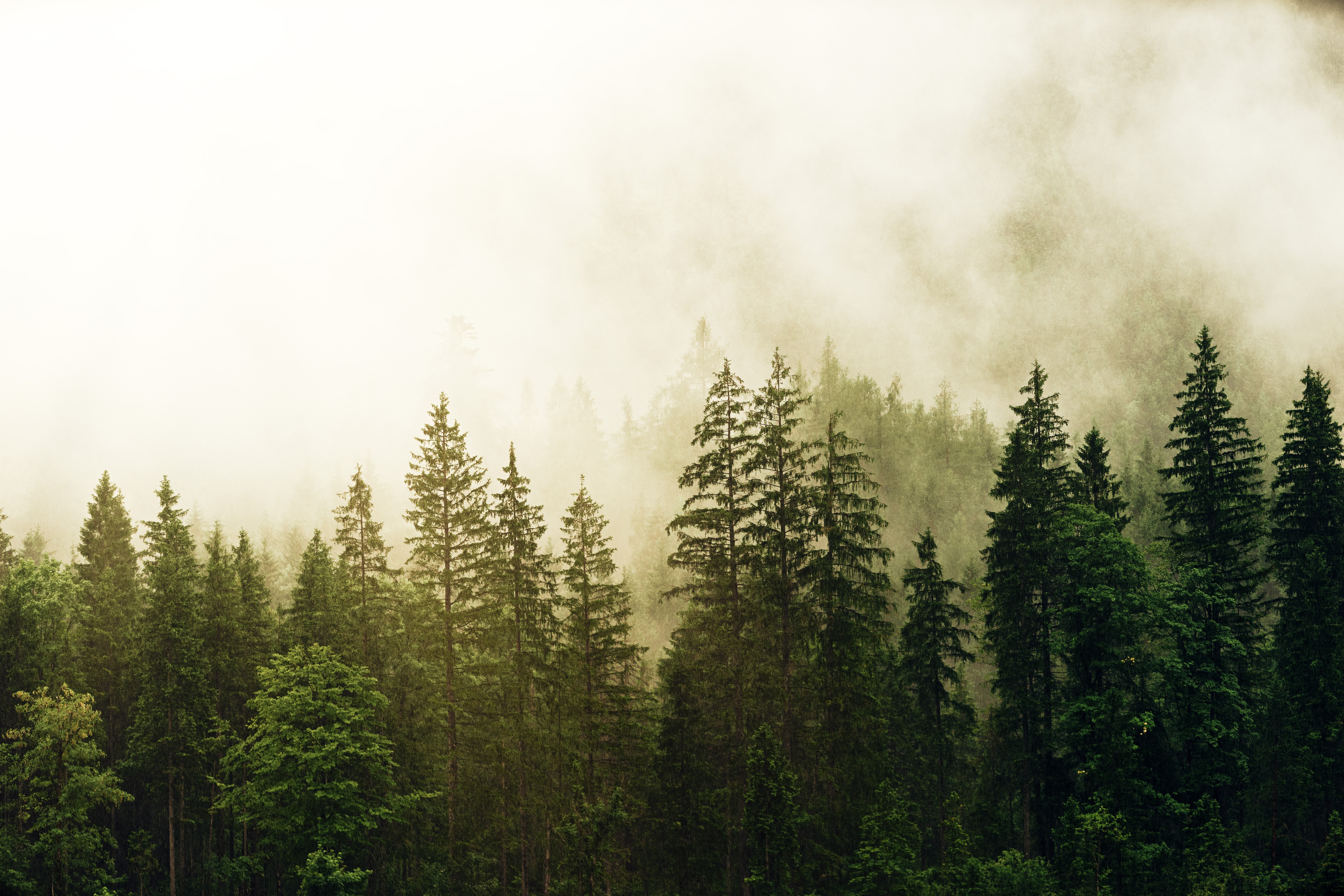 Download mobile wallpaper Spruce, Fir, Fog, Forest, Trees, Nature for free.